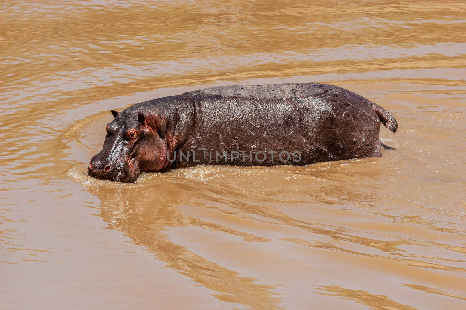 Hippo at the Hippo Pond in Massai Mara, Kenya.