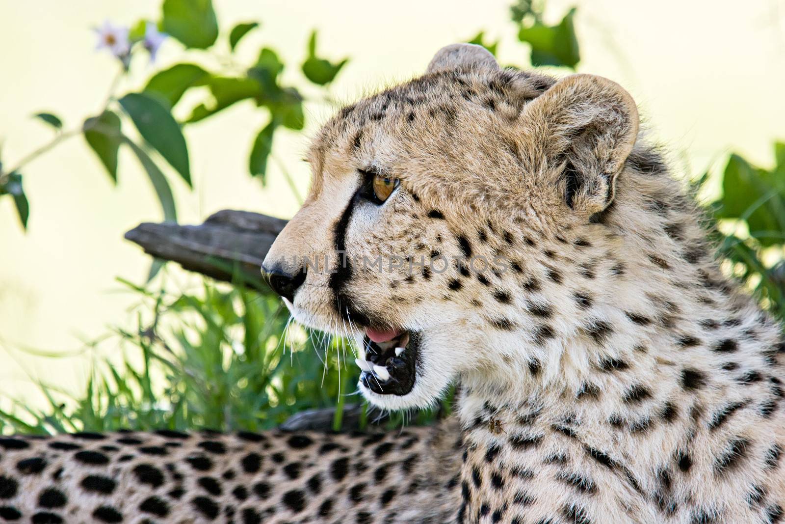 Cheetah portrait in Massai Mara, Kenya.