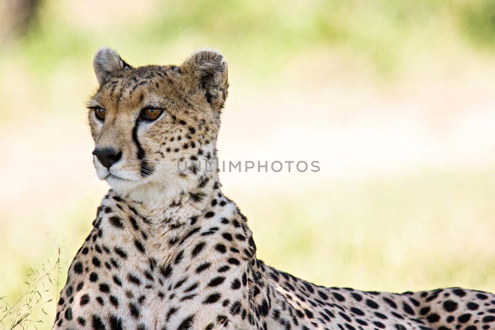 Cheetah portrait in Massai Mara, Kenya.