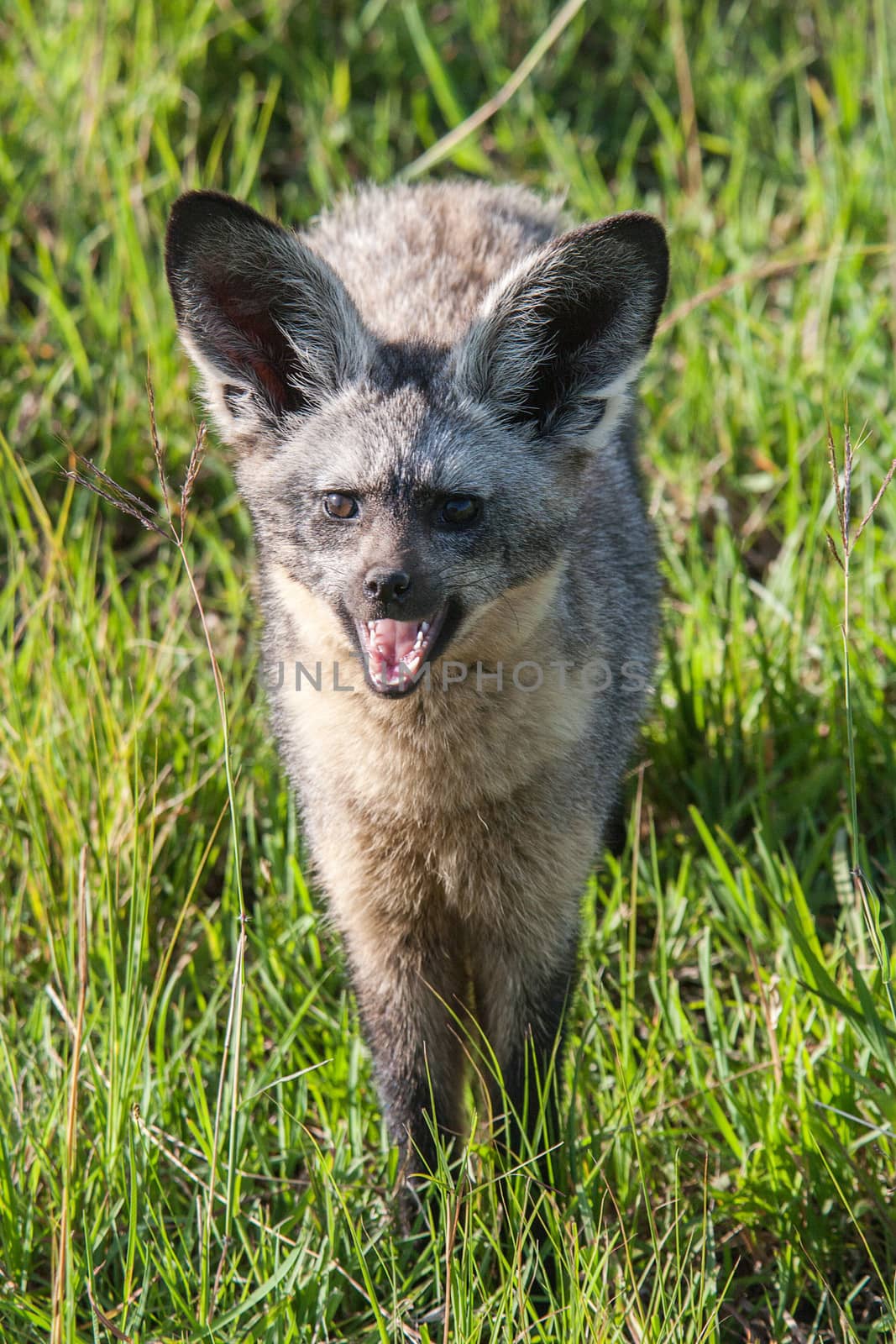 Bat Eared Fox by ajn