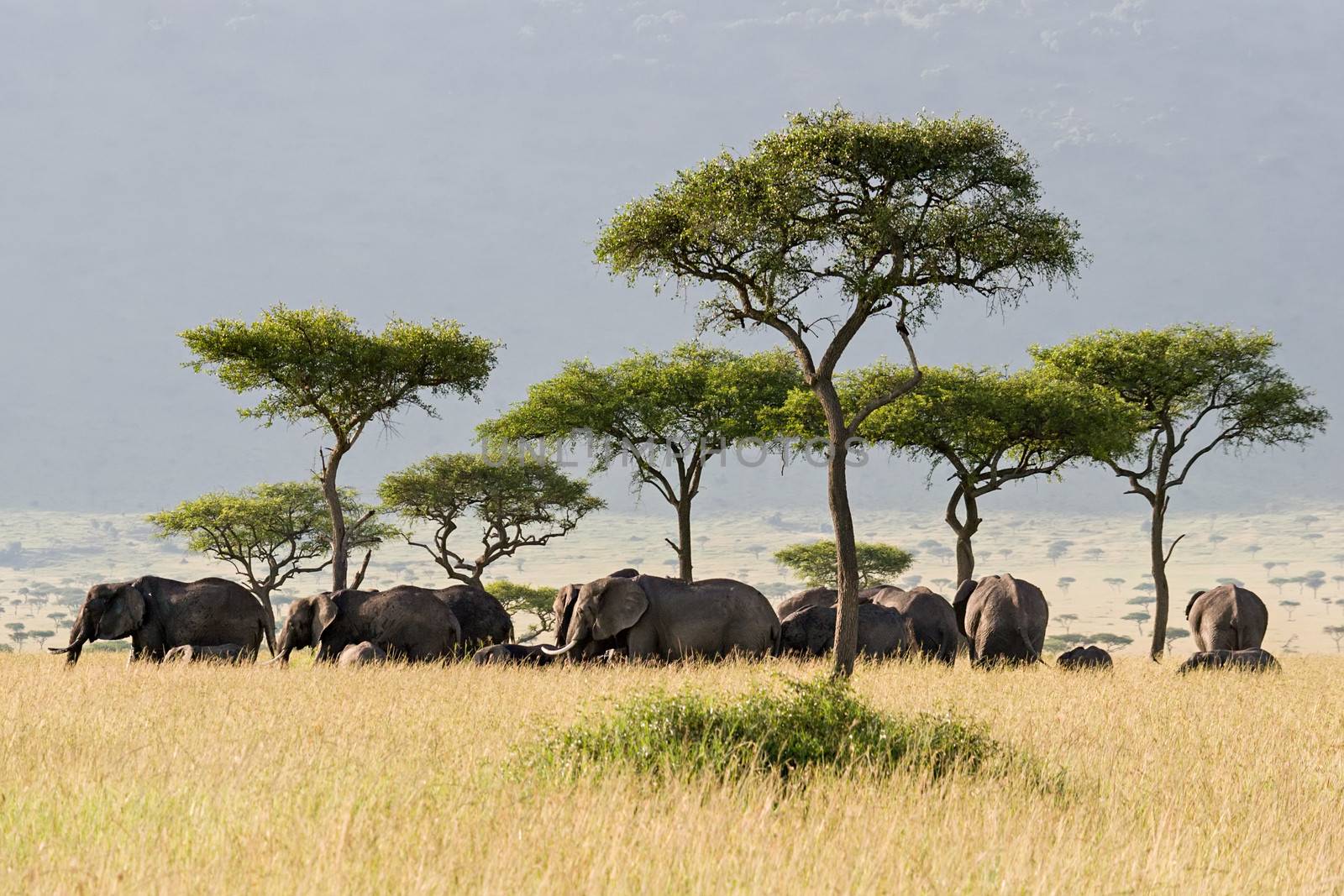 Elephant herd walking through the Savannah in Massai Mara, Kenya.