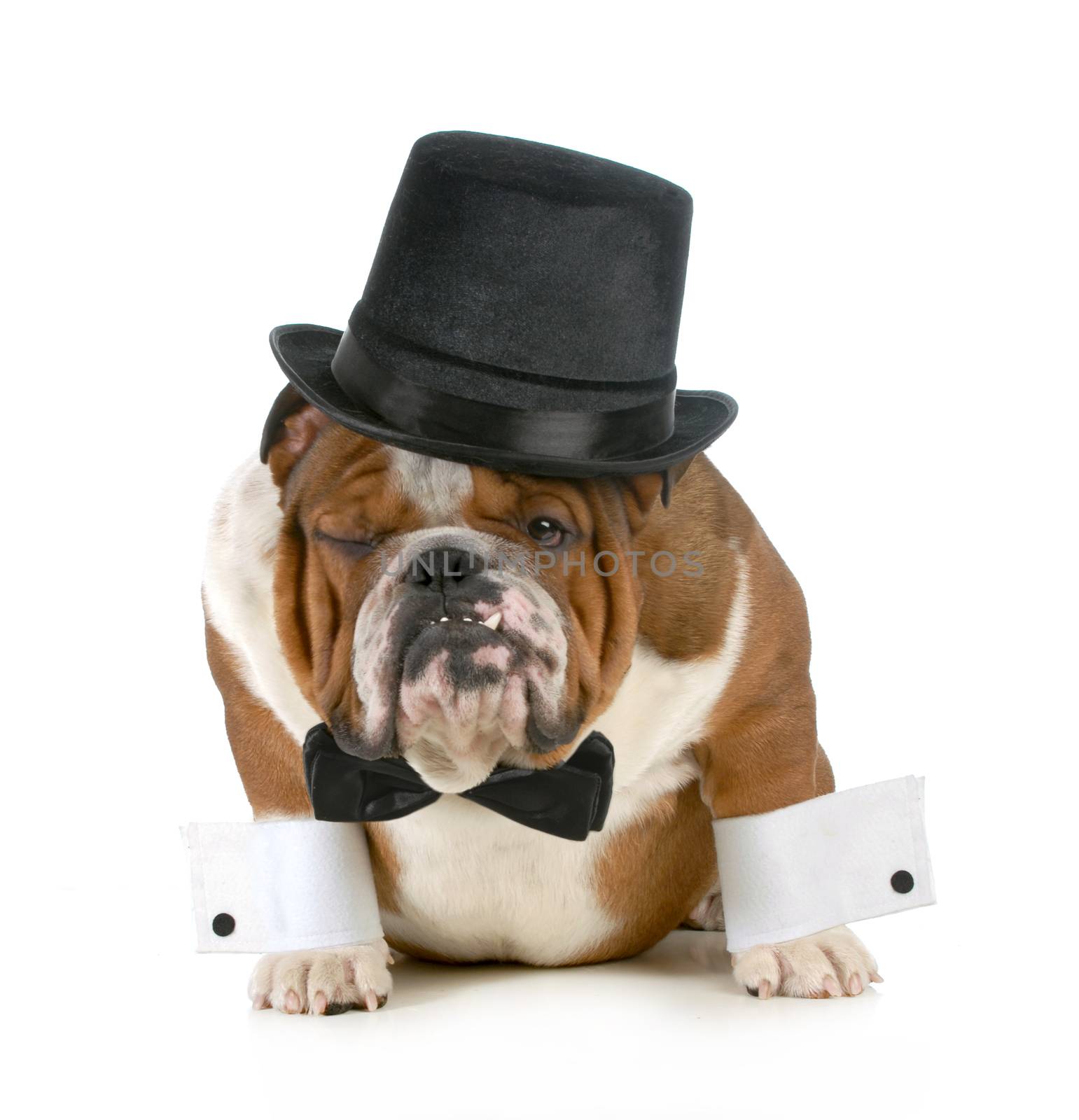 funny dog - grumpy looking bulldog dressed up in a tophat and black tie isolated on white background