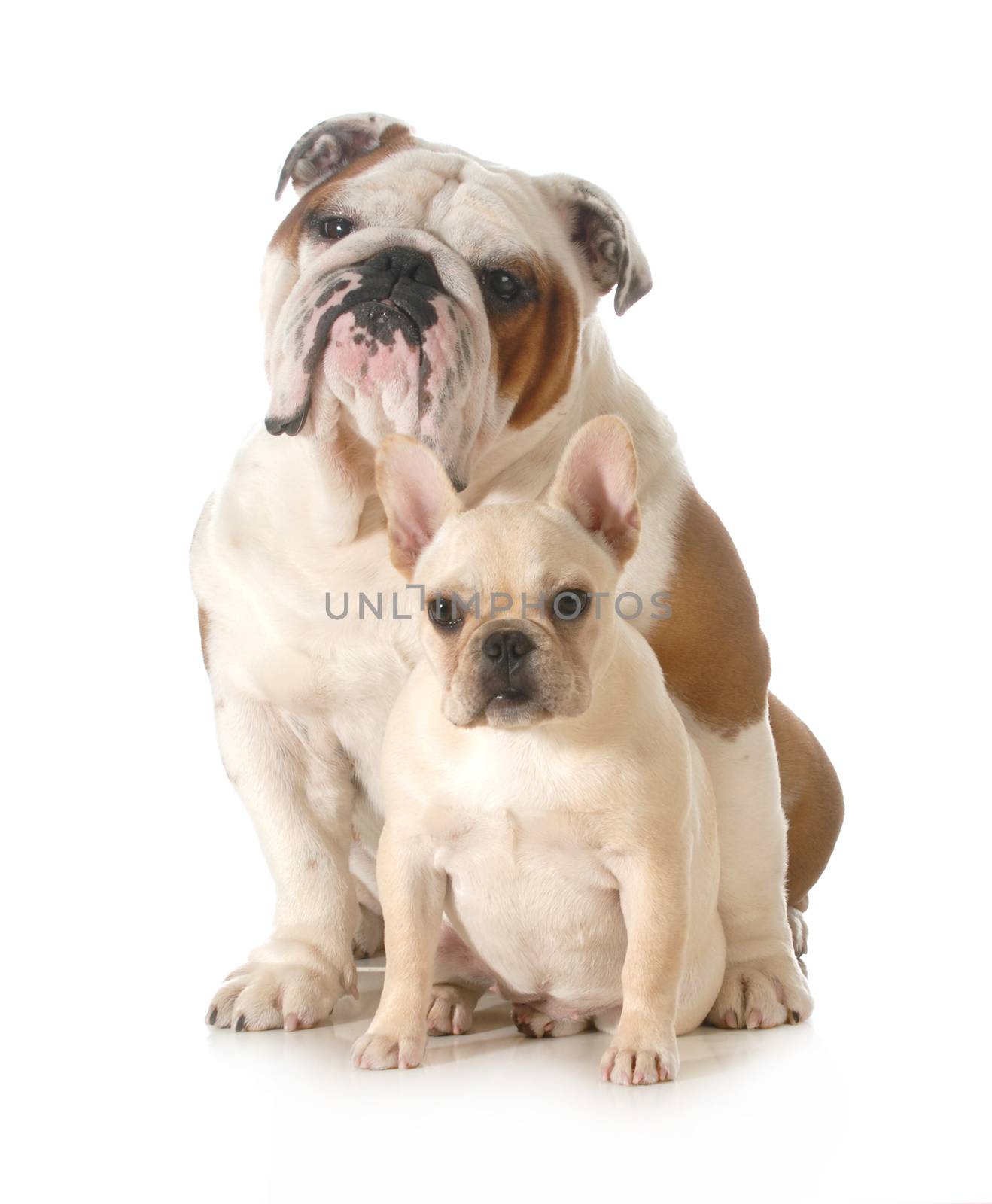 french and english bulldogs by willeecole123