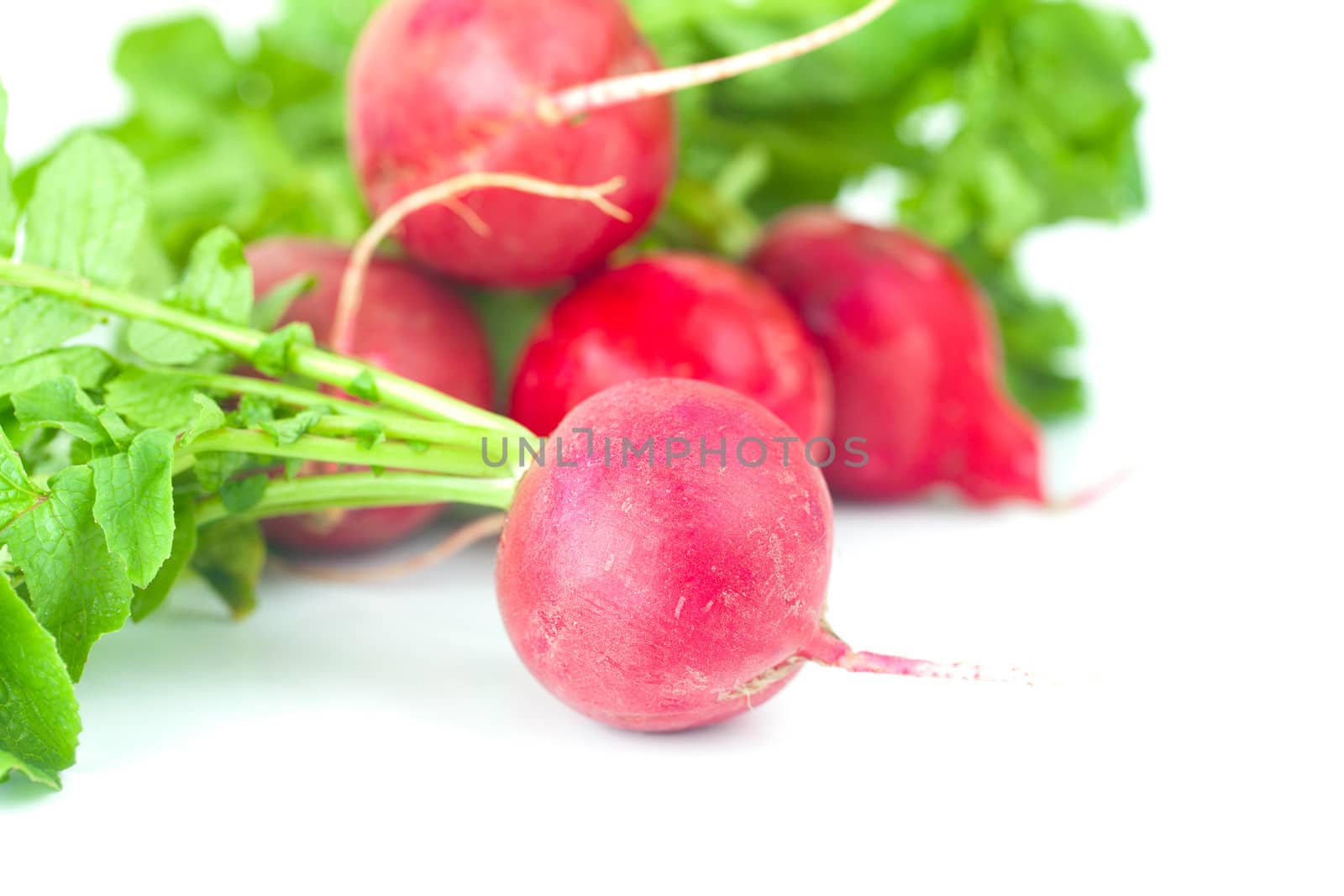 juicy red radishes with green leaves isolated on white by jannyjus