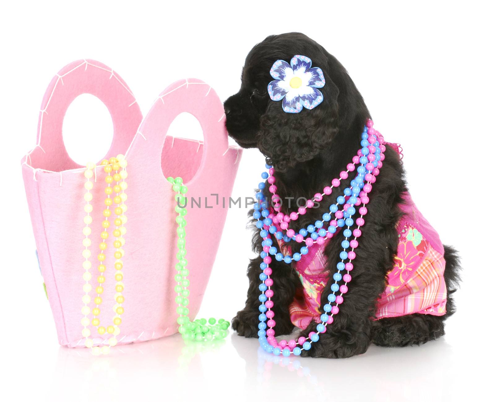 female cocker spaniel puppy wearing pink sitting beside pink purse filled with beads