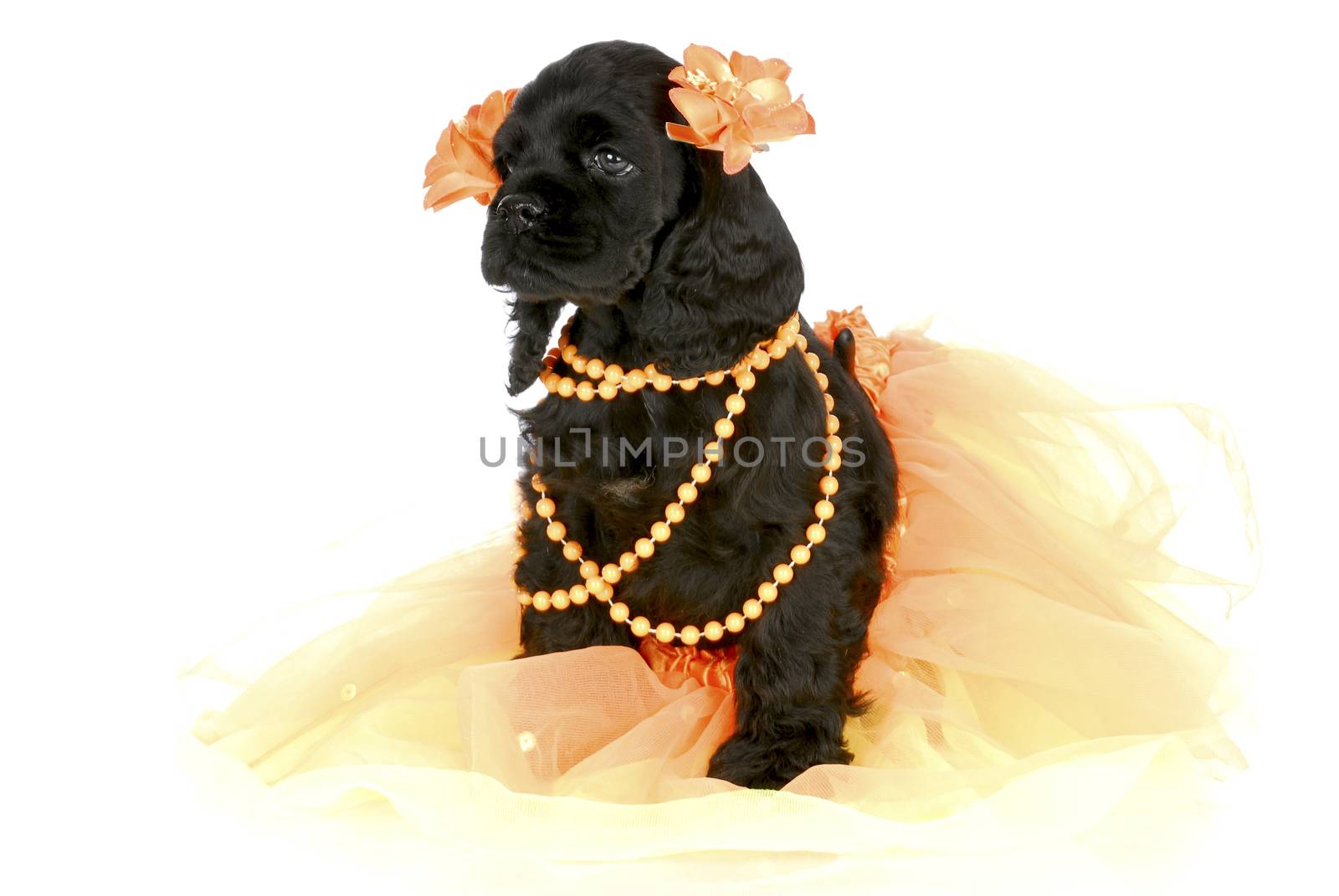 adorable cocker spaniel puppy wearing orange girl clothing on white background