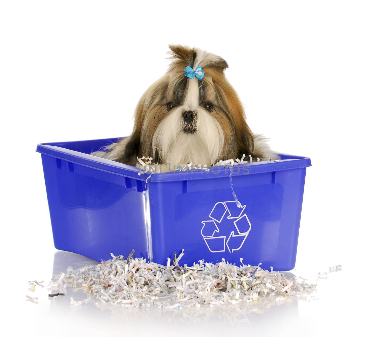 adorable shih tzu puppy sitting in recycle bin on white background