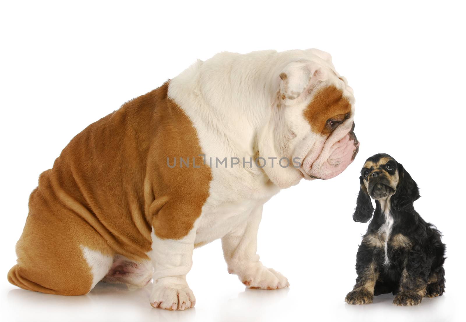 cocker spaniel puppy looking up at english bulldog puppy - odd couple