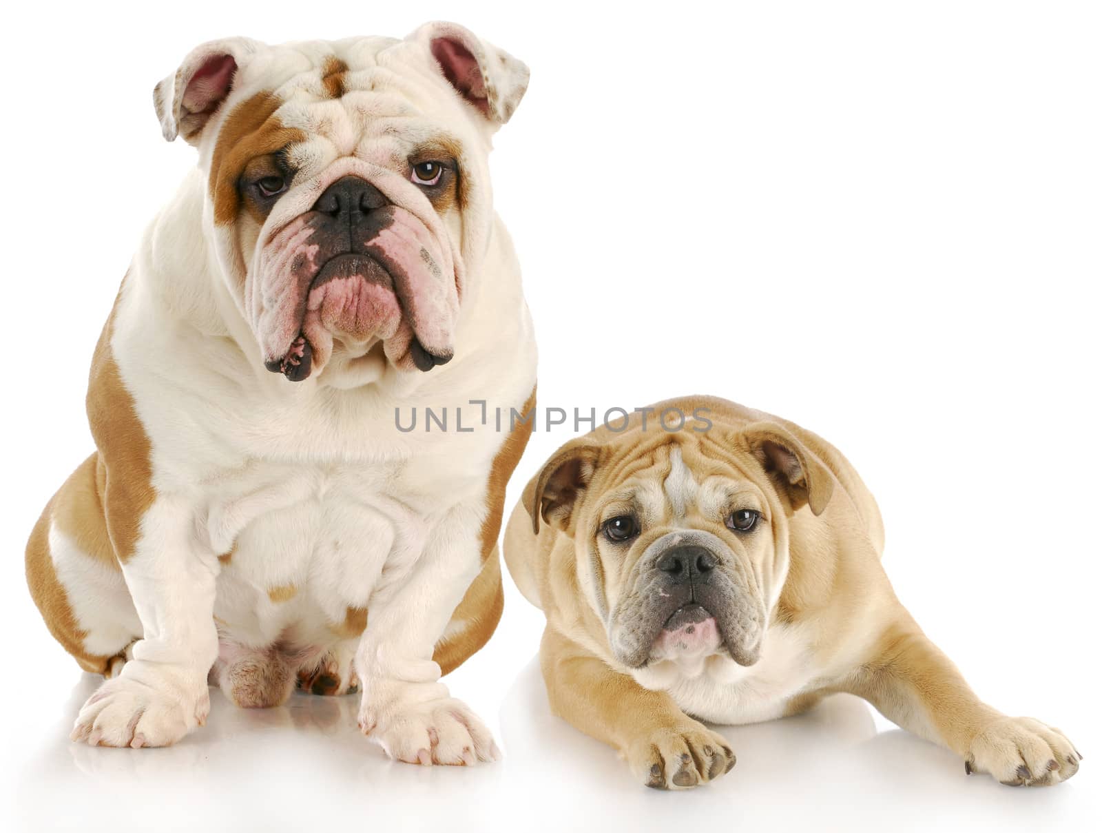 two english bulldogs with reflection on white background