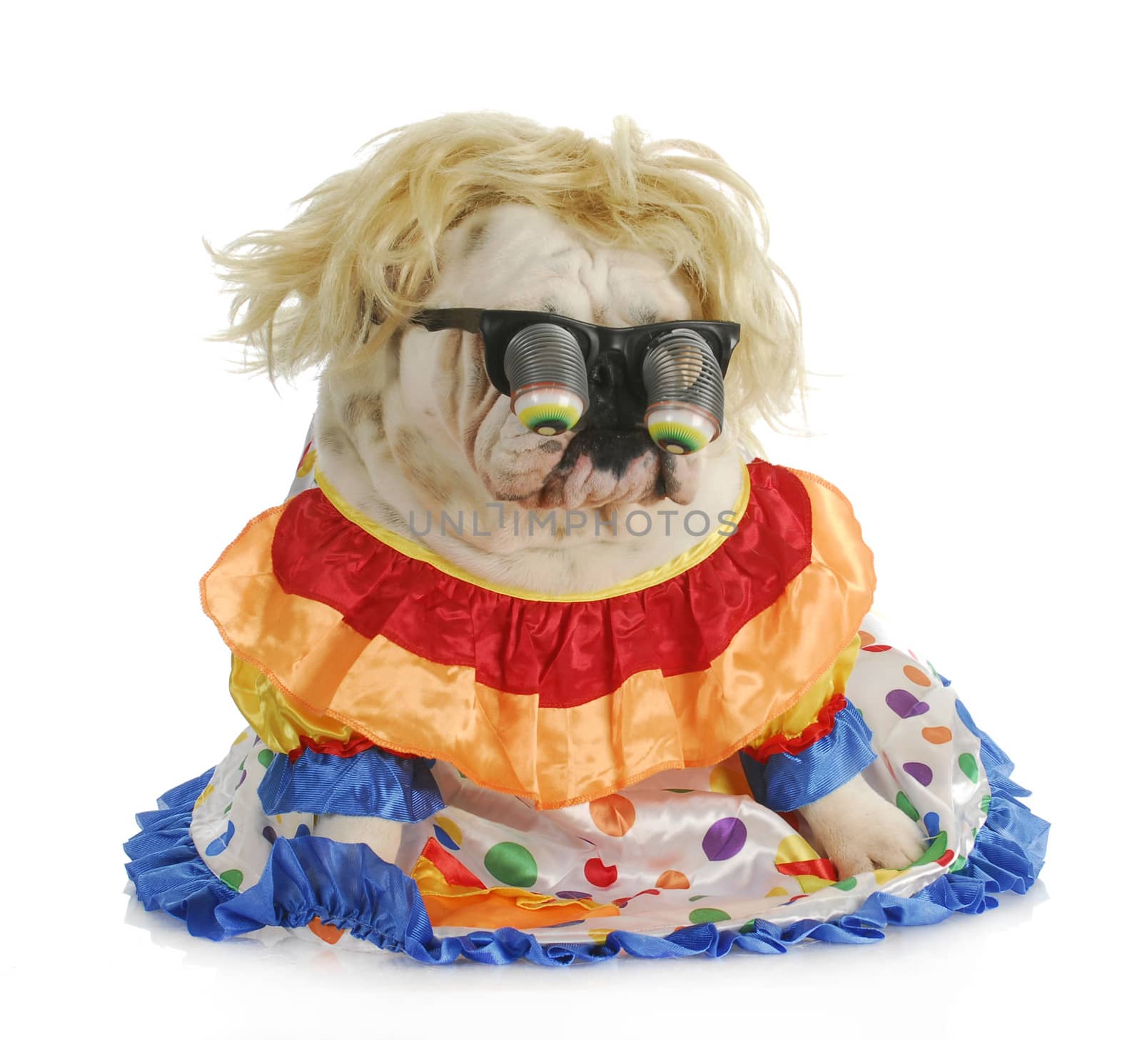 silly dog - english bulldog wearing silly glasses and clown costume