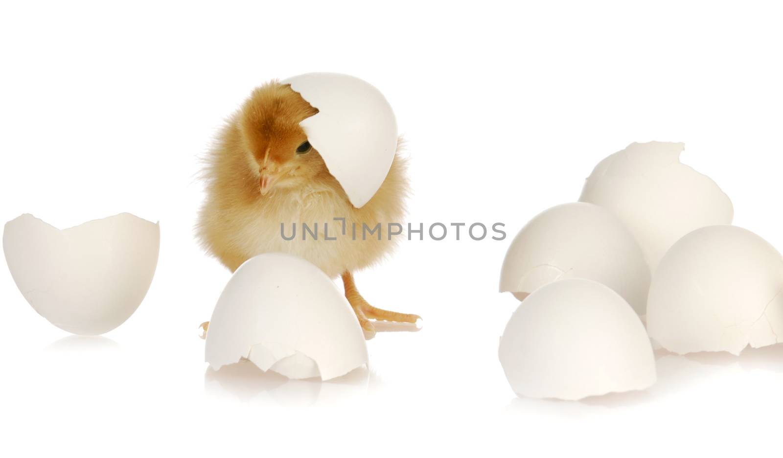 newborn yellow baby chicken isolated on white background