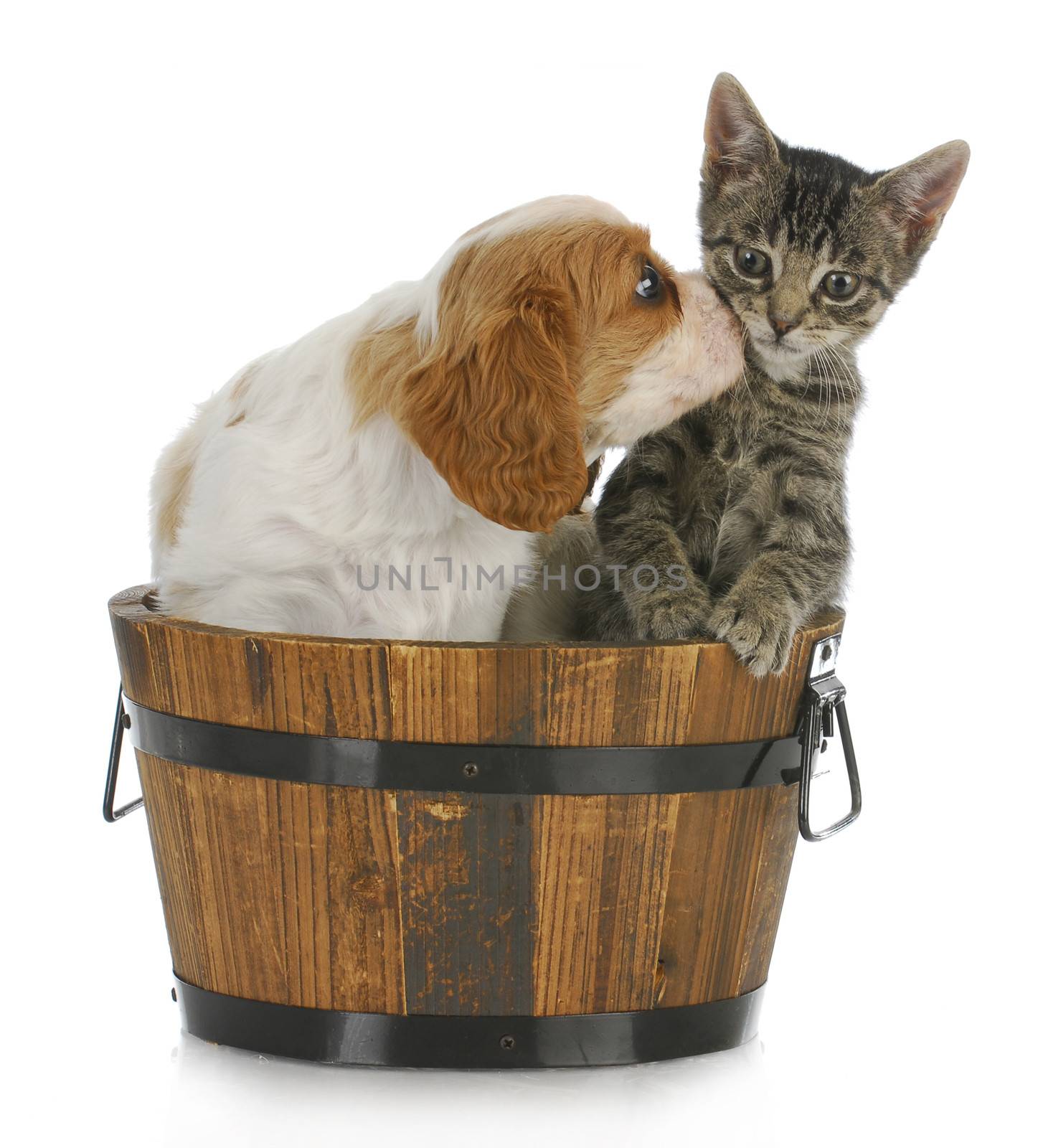 cute puppy and kitten - cavalier king charles spaniel puppy kissing grey short haired kitten on white background