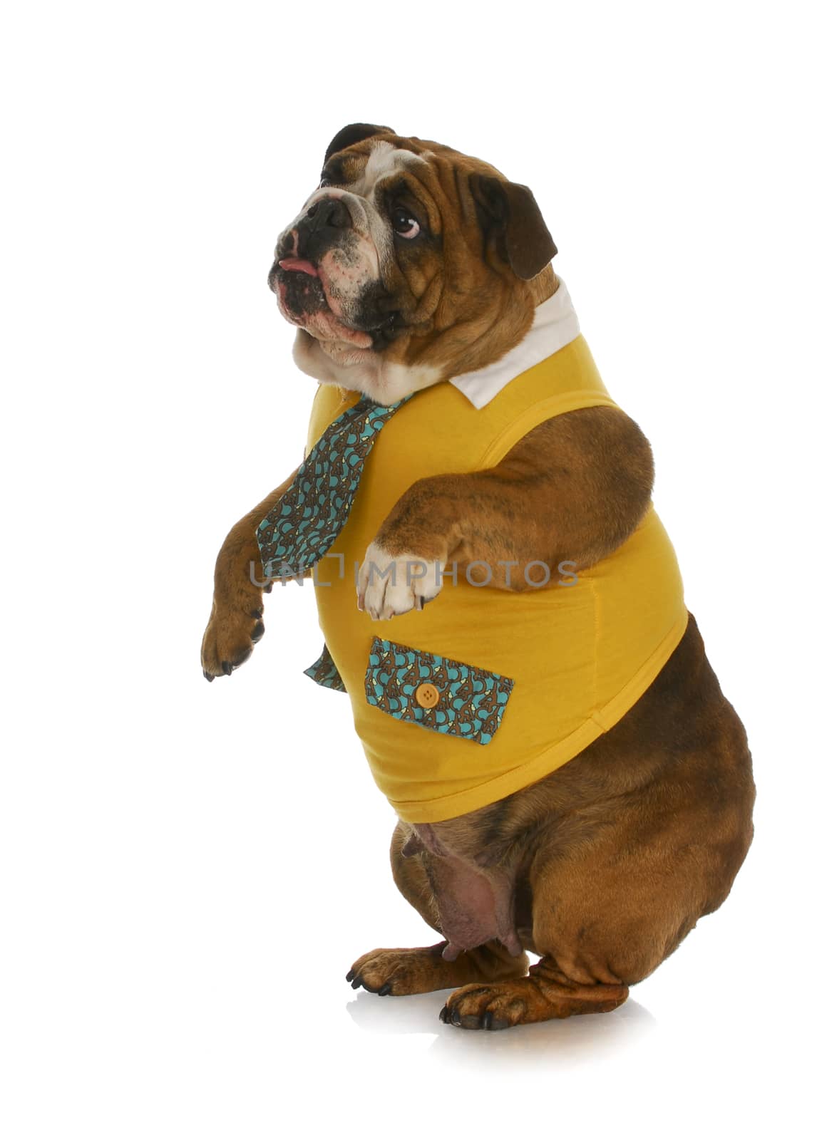 bulldog wearing yellow shirt and tie standing up 