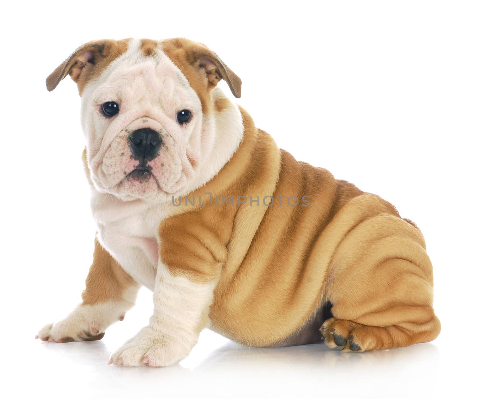 english bulldog puppy sitting looking at viewer with reflection on white background - 11 weeks old
