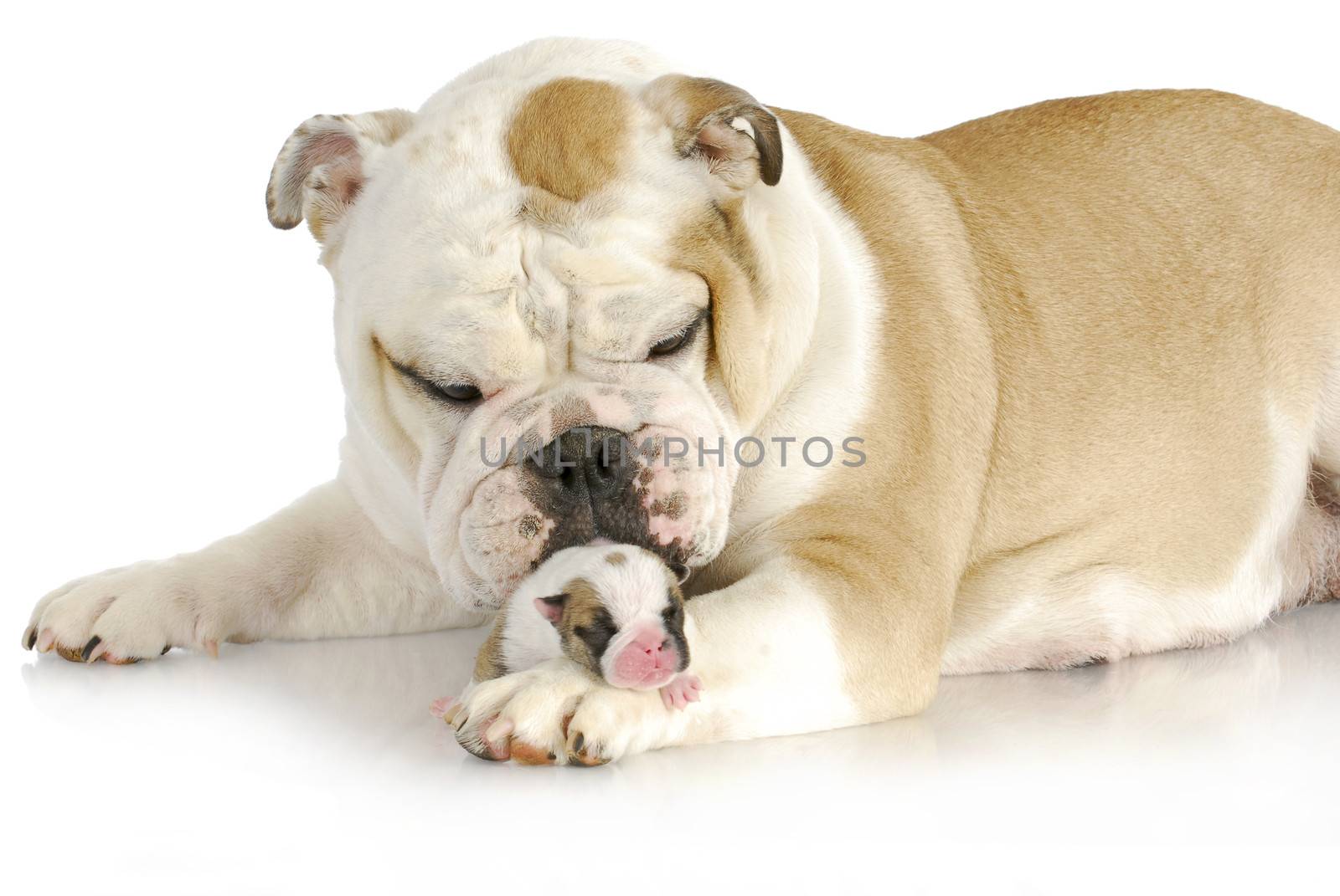 dog mother and puppy - one week old english bulldog being cleaned by her mother 
