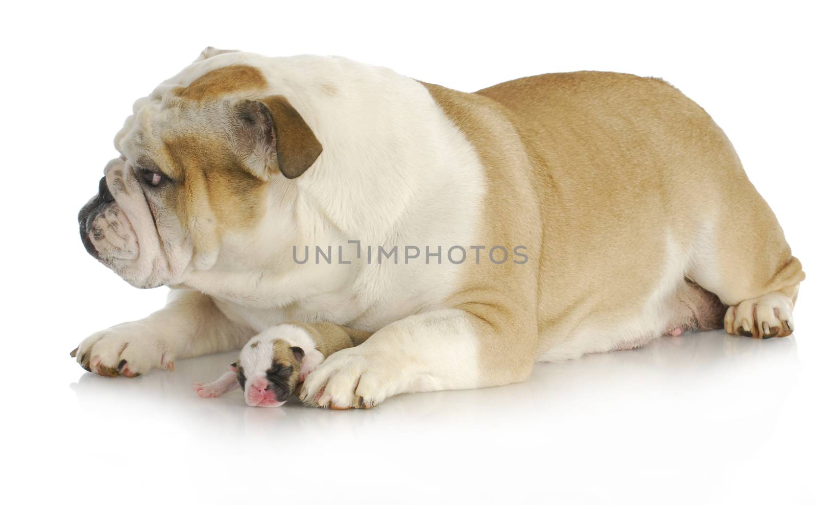 protective mother dog - english bulldog mother with one week old baby on white background