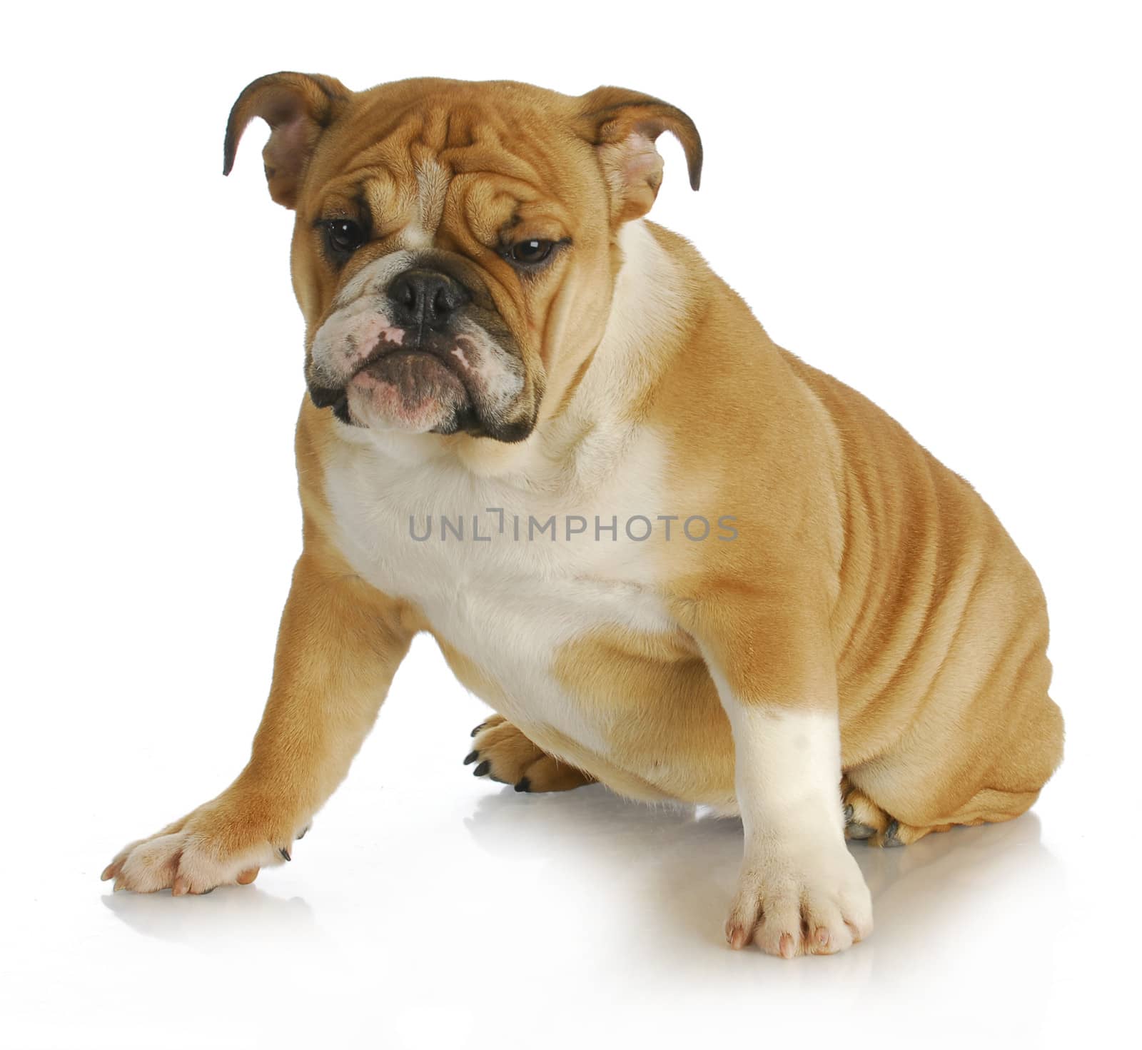 english bulldog sitting with silly expression - 5 months old