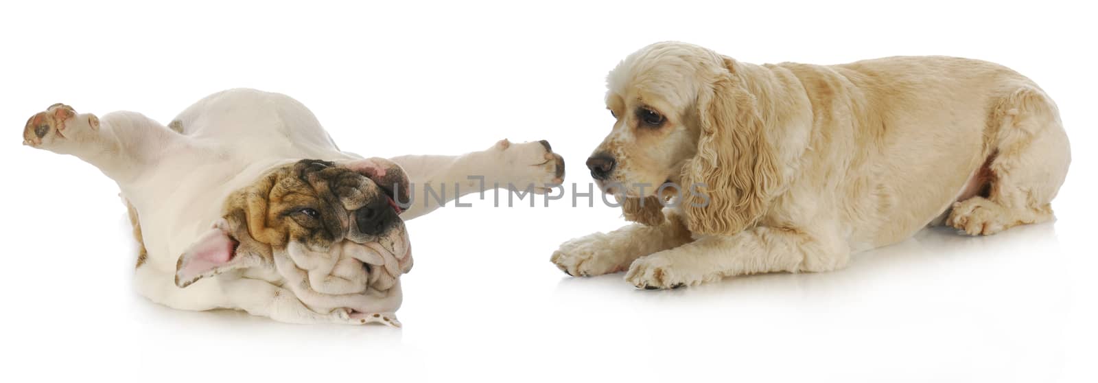 dogs playing - cocker spaniel and english bulldog laying on ground playing with reflection on white background
