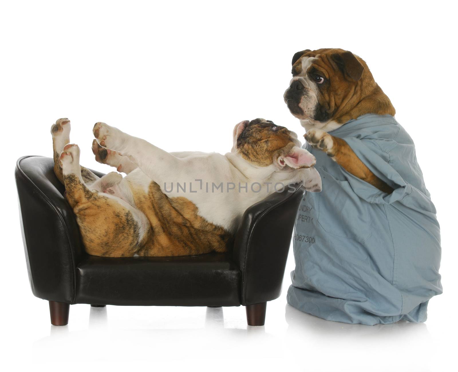 veterinary care - english bulldog doctor tending to sick bulldog laying on leather couch with reflecion on white background
