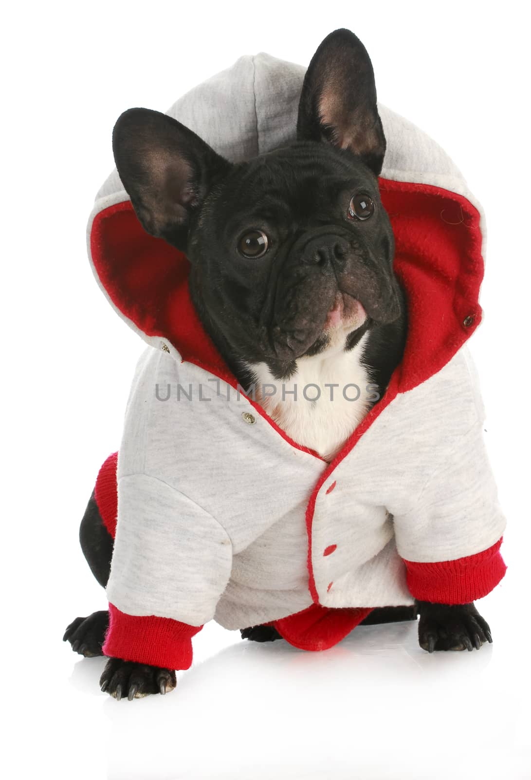 dog wearing coat - french bulldog wearing red and grey dog coat on white background