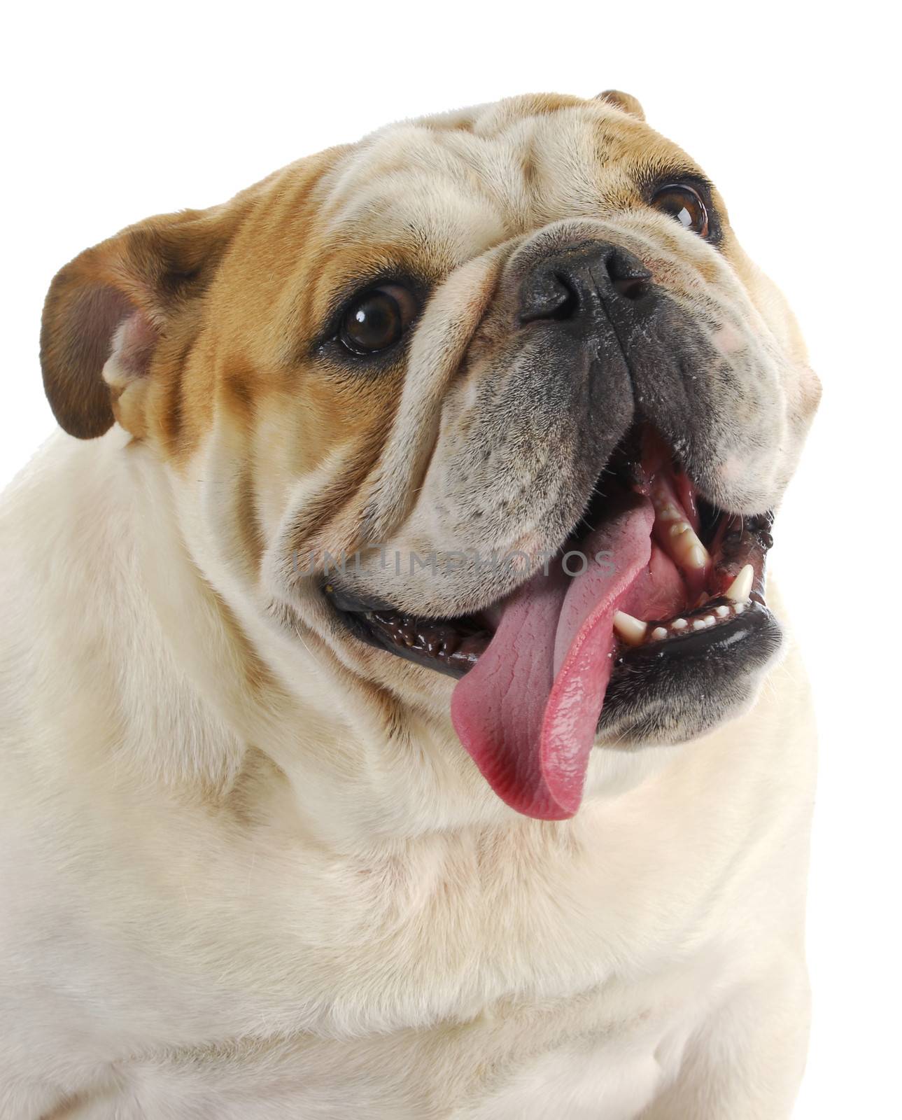 happy dog - english bulldog with tongue out panting