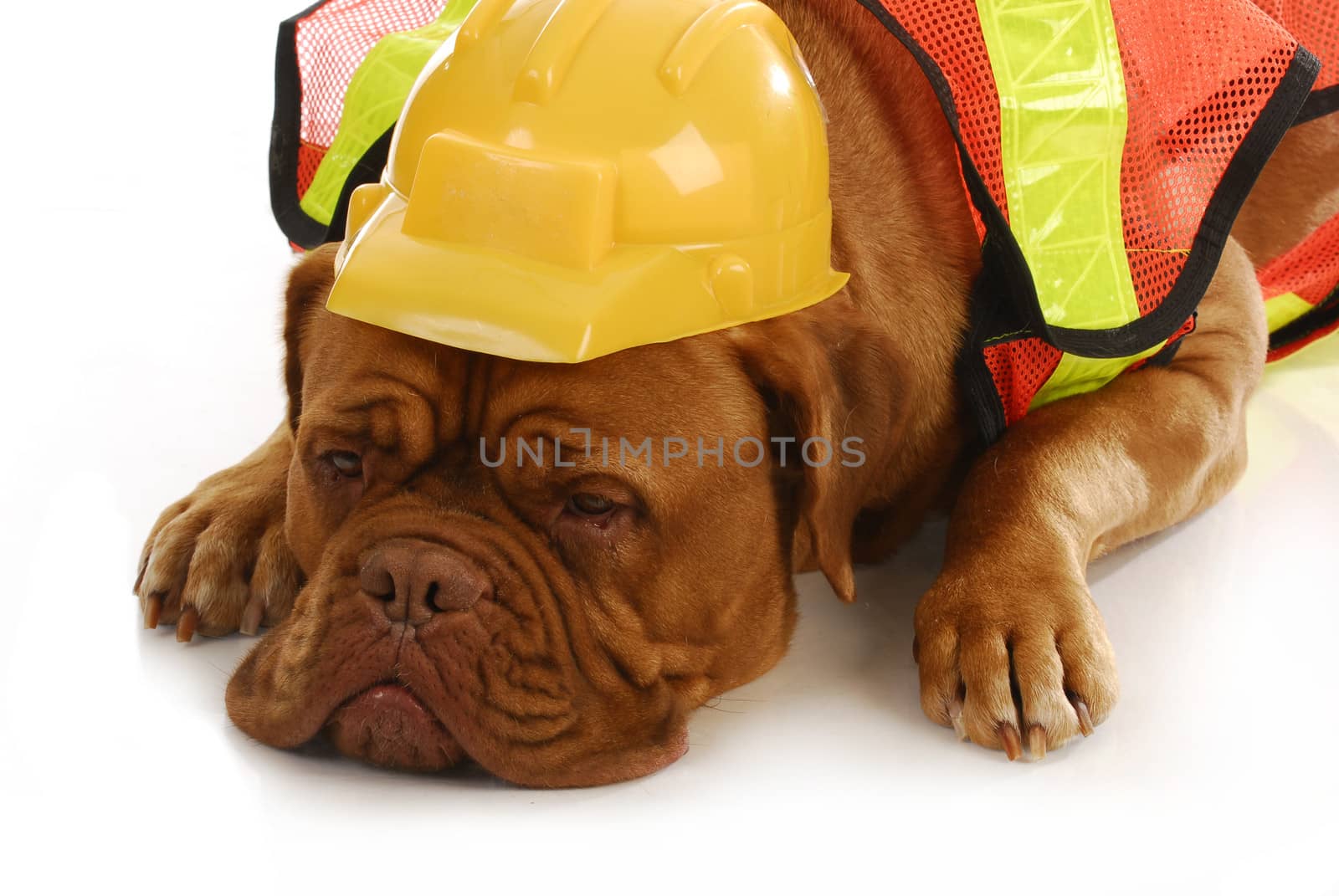 working dog - dogue de bordeaux wearing construction worker costume laying on white background