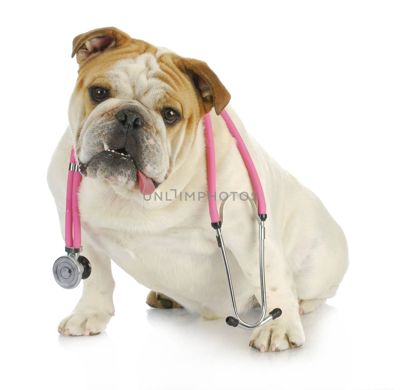 veterinary care - english bulldog with stethoscope around neck looking at viewer