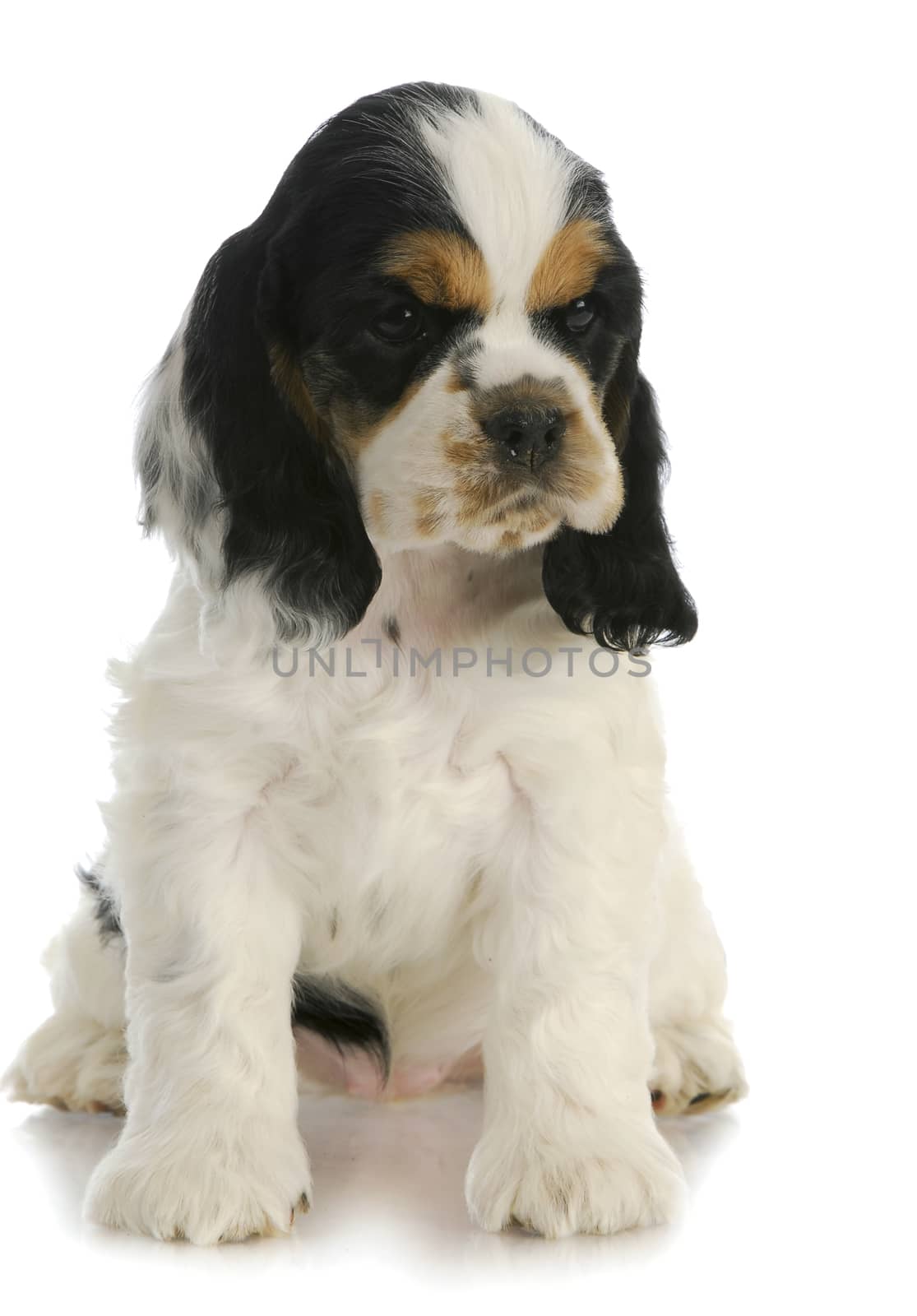 cute puppy - american cocker spaniel puppy sitting with reflection on white background - 7 weeks old