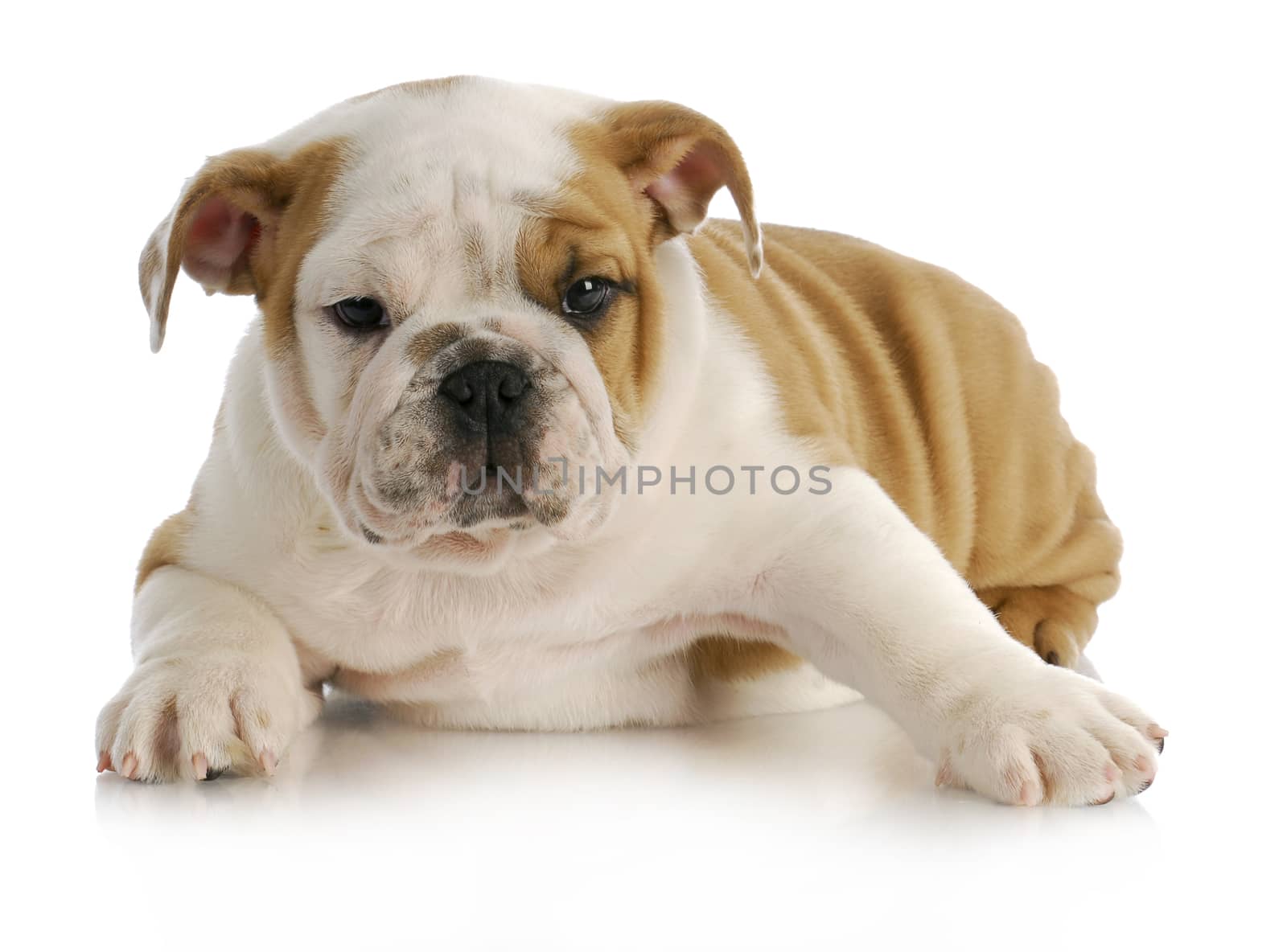 english bulldog puppy laying down with reflection on white background