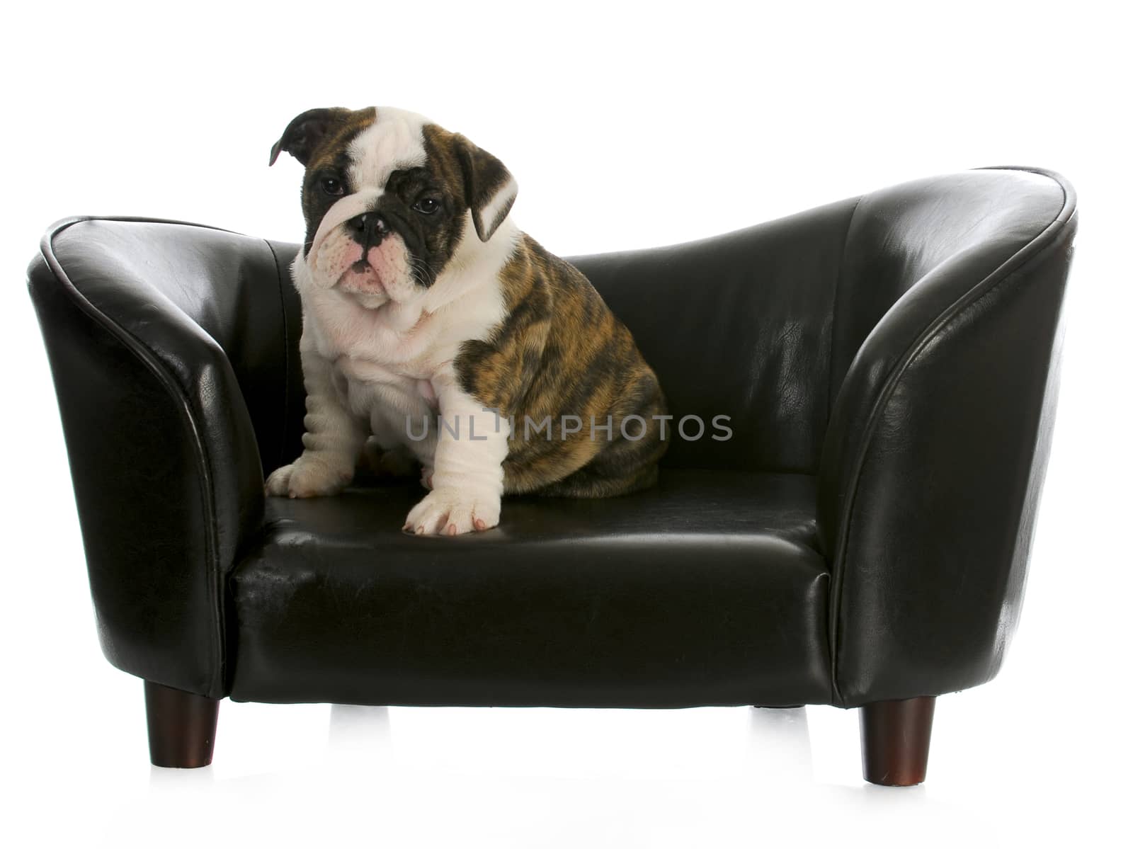 cute puppy sitting on a couch - english bulldog - 8 weeks old