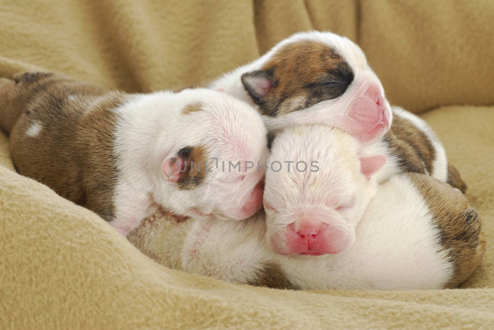 newborn puppies - english bulldog puppies in a pile -  one week old