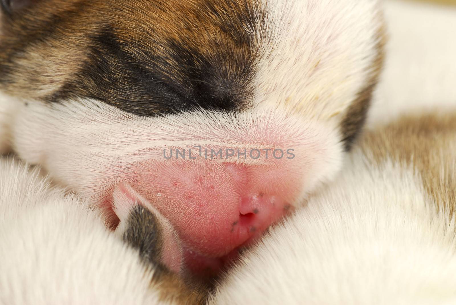 newborn puppies - english bulldog puppies in a pile -  one week old