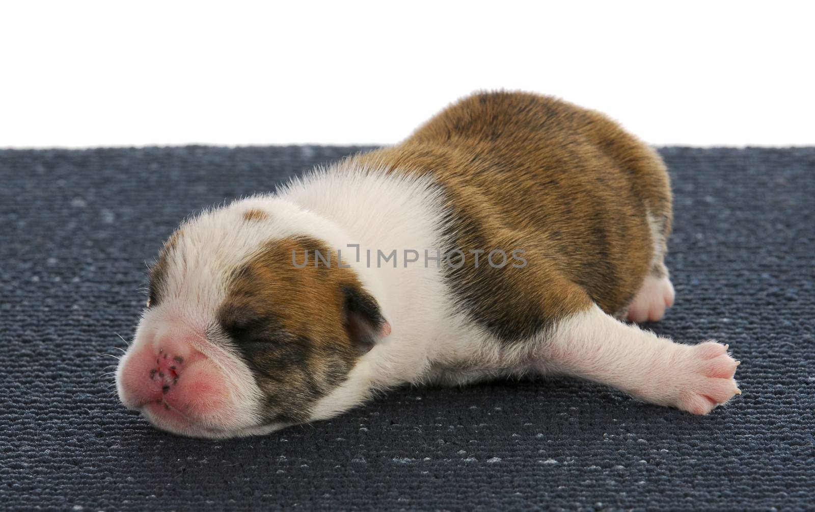 newborn puppy - one week old english bulldog puppy on blue mat
