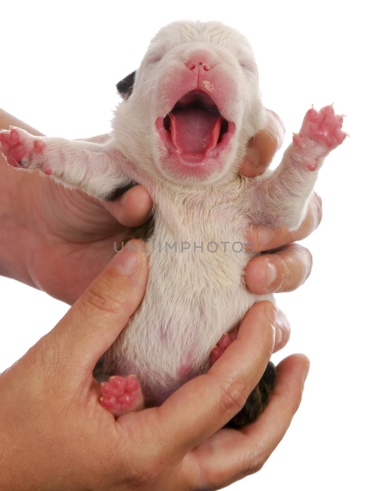 newborn puppy - english bulldog puppy with mouth wide open - one week old