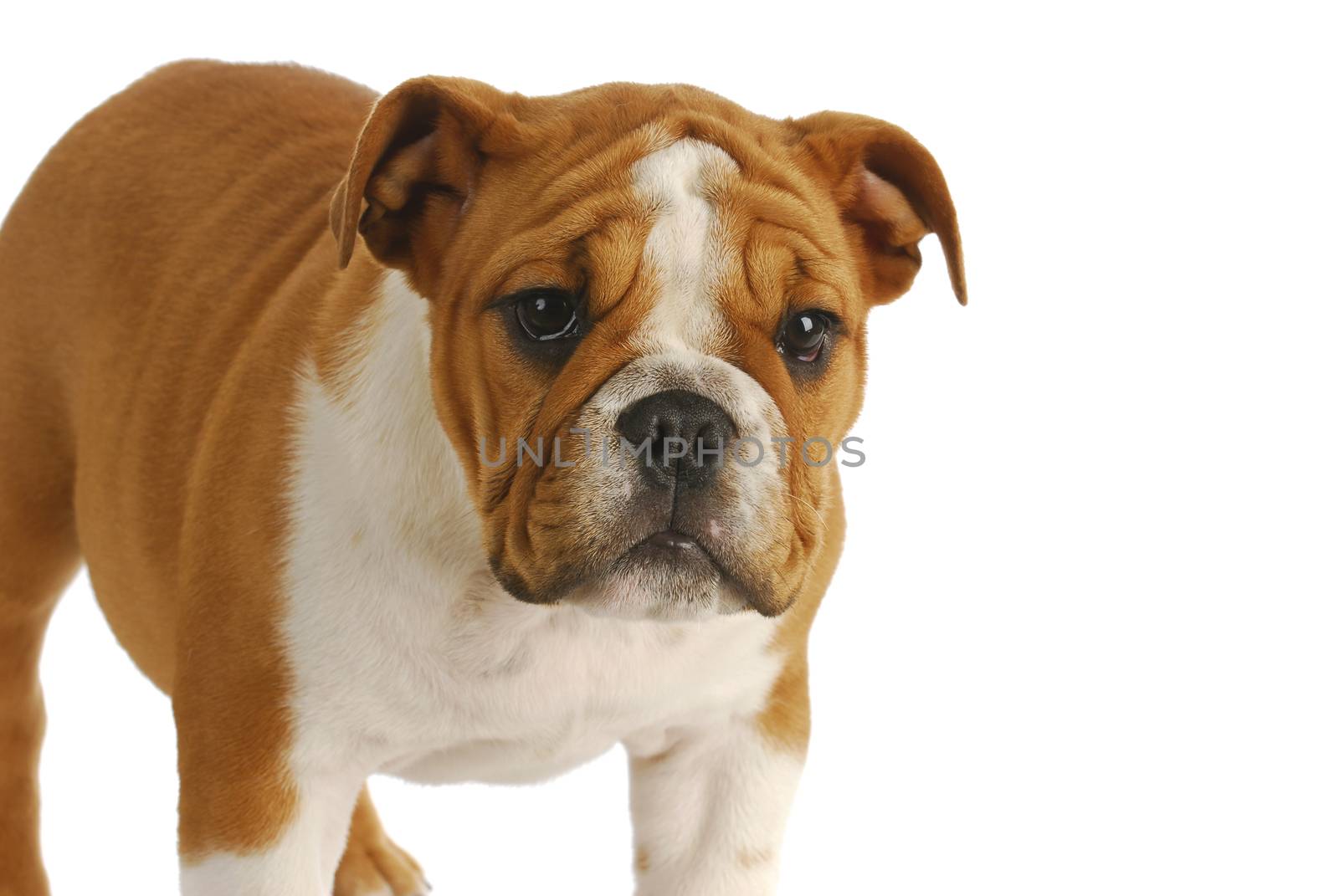 cute puppy - english bulldog puppy standing looking at viewer on white background