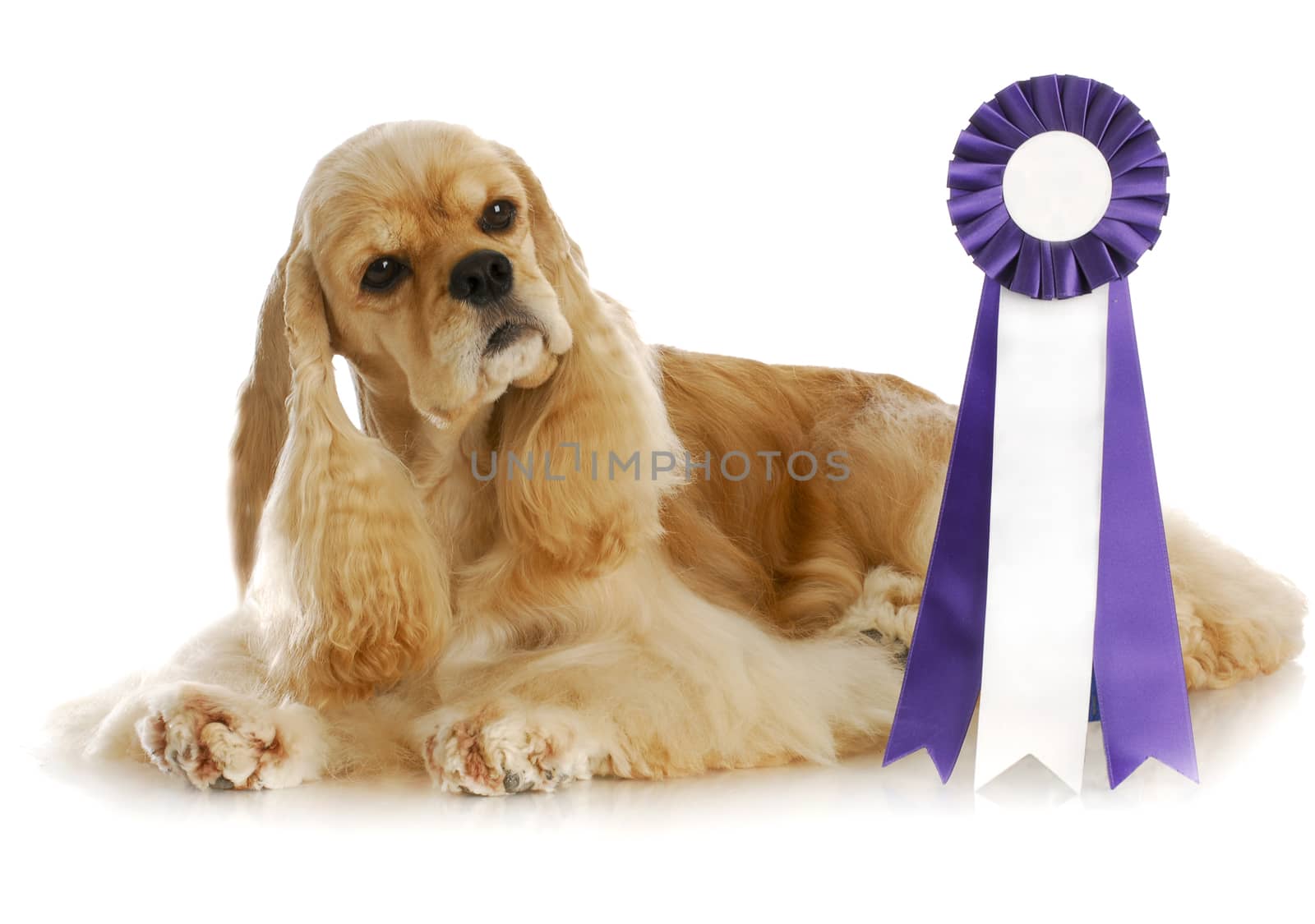 dog competition - american cocker spaniel laying beside purple and white rosette ribbon