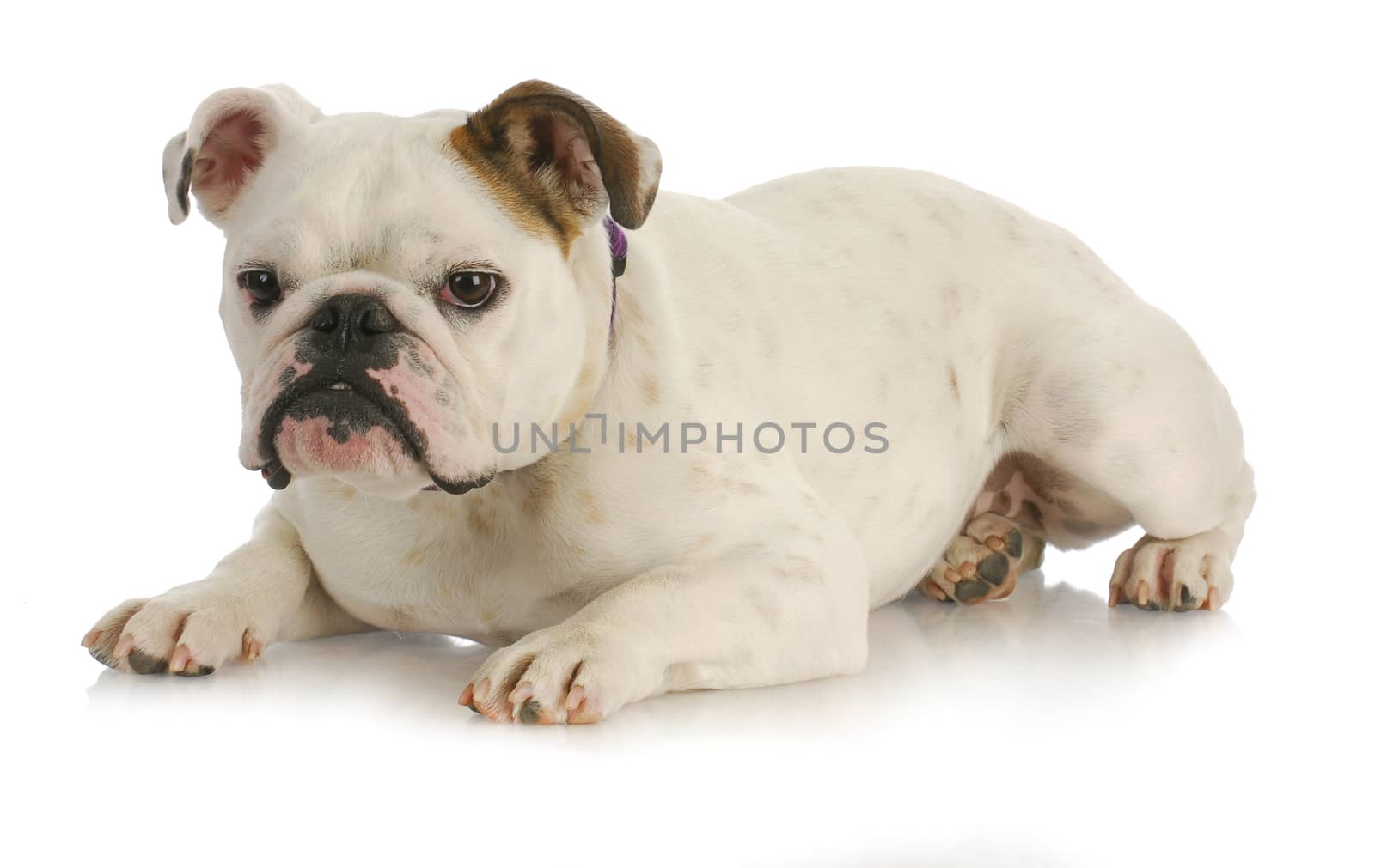 english bulldog laying down isolated on white background - 18 months old