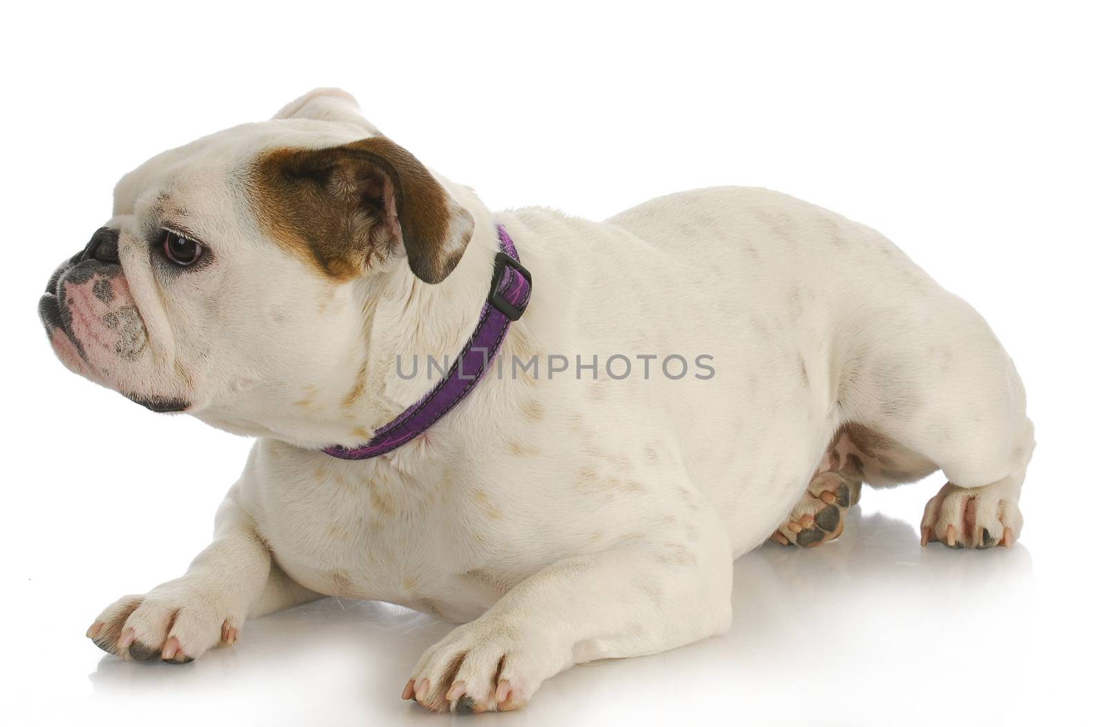 dog wearing collar - english bulldog with purple collar laying on white background