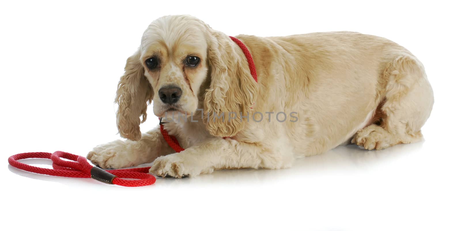 dog on a leash - american cocker spaniel laying down waiting to go for a walk on white background