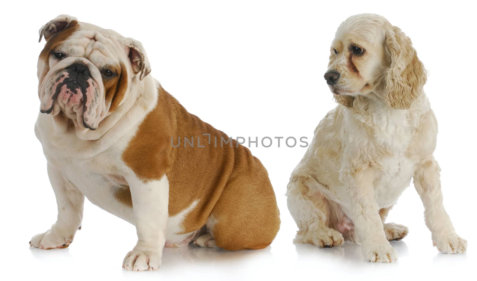 two dogs - american cocker spaniel looking over shoulder at english bulldog on white background