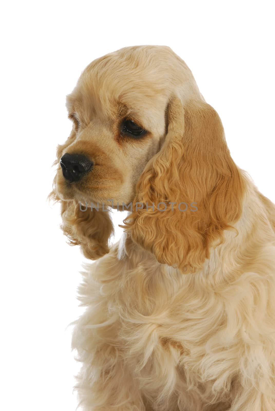 american cocker spaniel portrait on white background