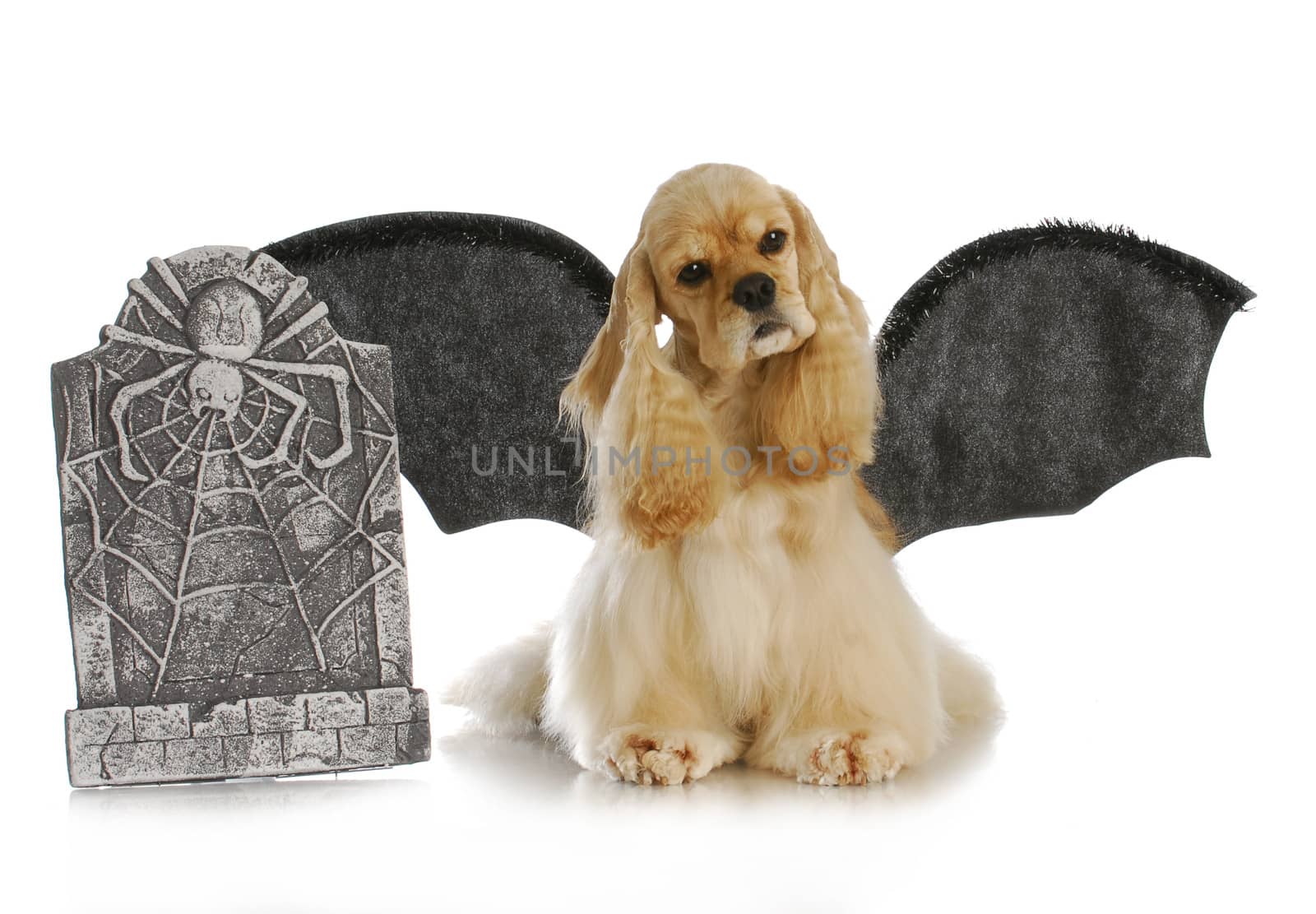 halloween dog - cocker spaniel wearing bat wings sitting beside tomb stone on white background