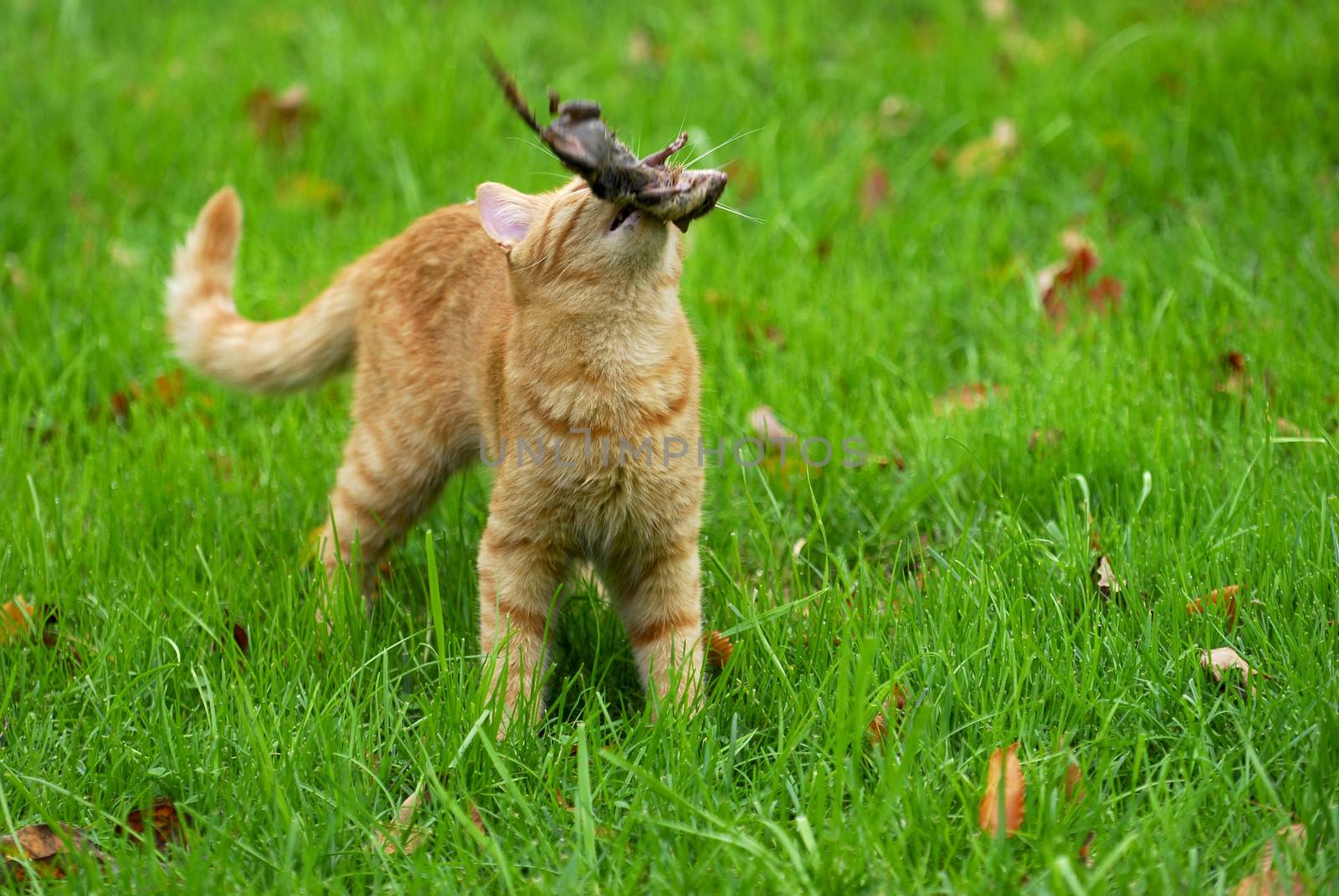 cat hunting - orange cat hunting chipmunk in the grass
