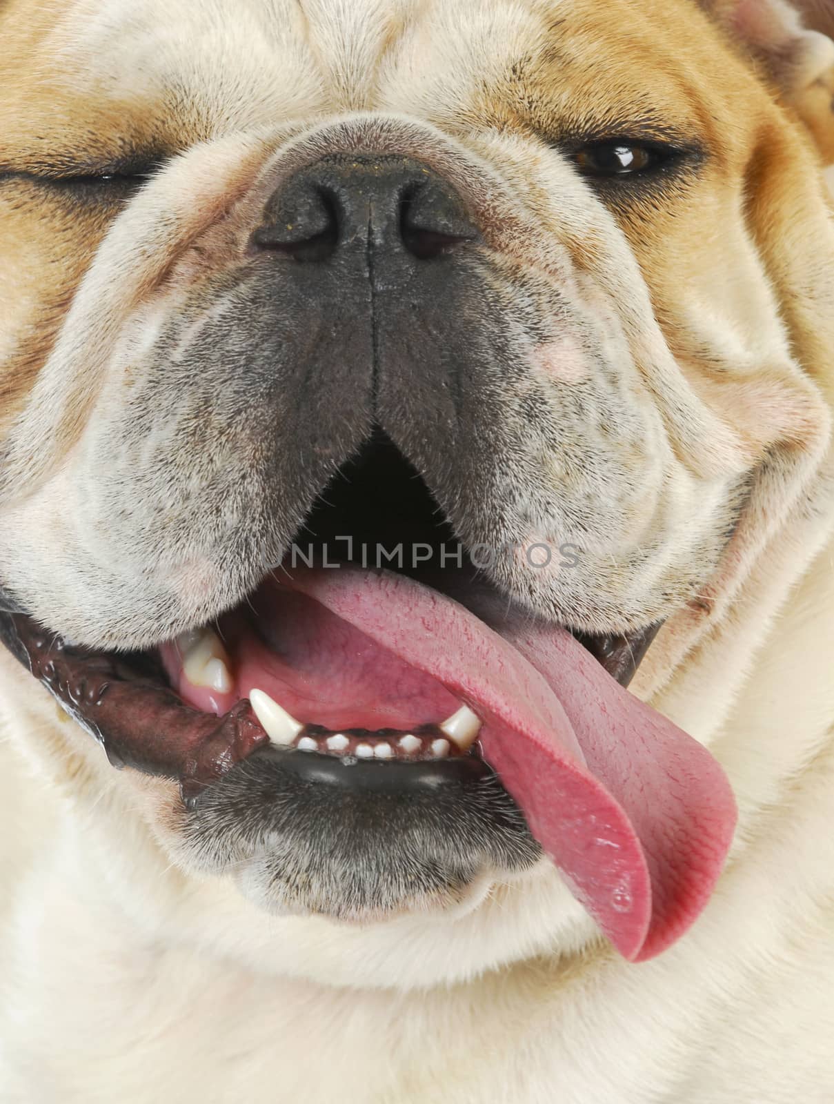 dog panting - close up of english bulldog with tongue out panting