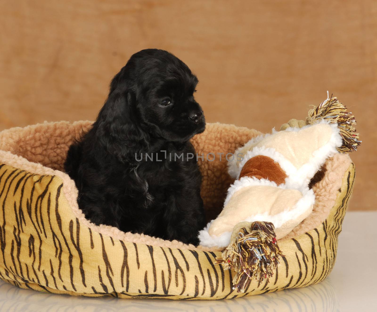 puppy in dog bed - seven week old American cocker spaniel puppy 