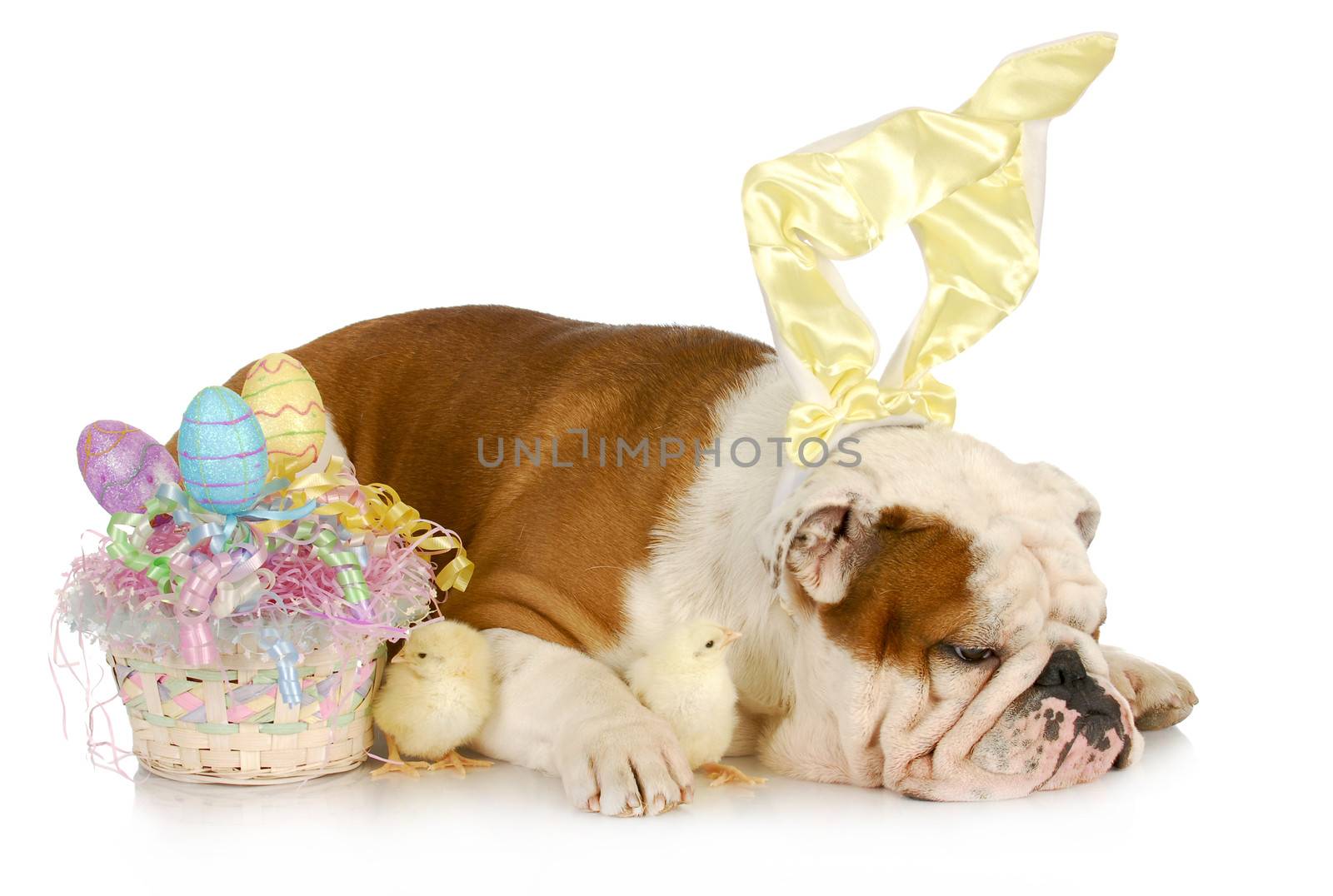 easter time - english bulldog wearing bunny ears laying beside easter basket with baby chicks