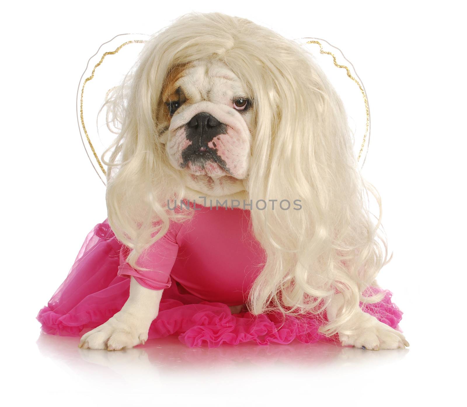 spoiled dog - english bulldog dressed like a princess on white background