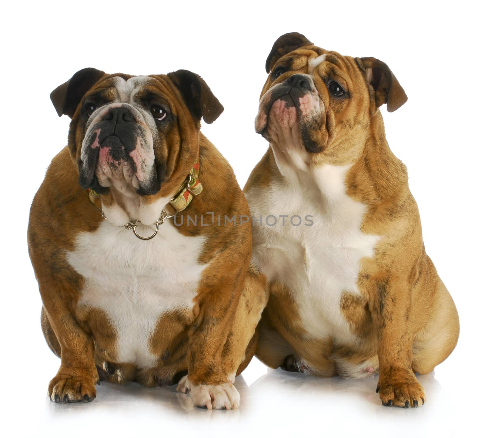 mother and daughter - english bulldog mother and puppy sitting with reflection on white background