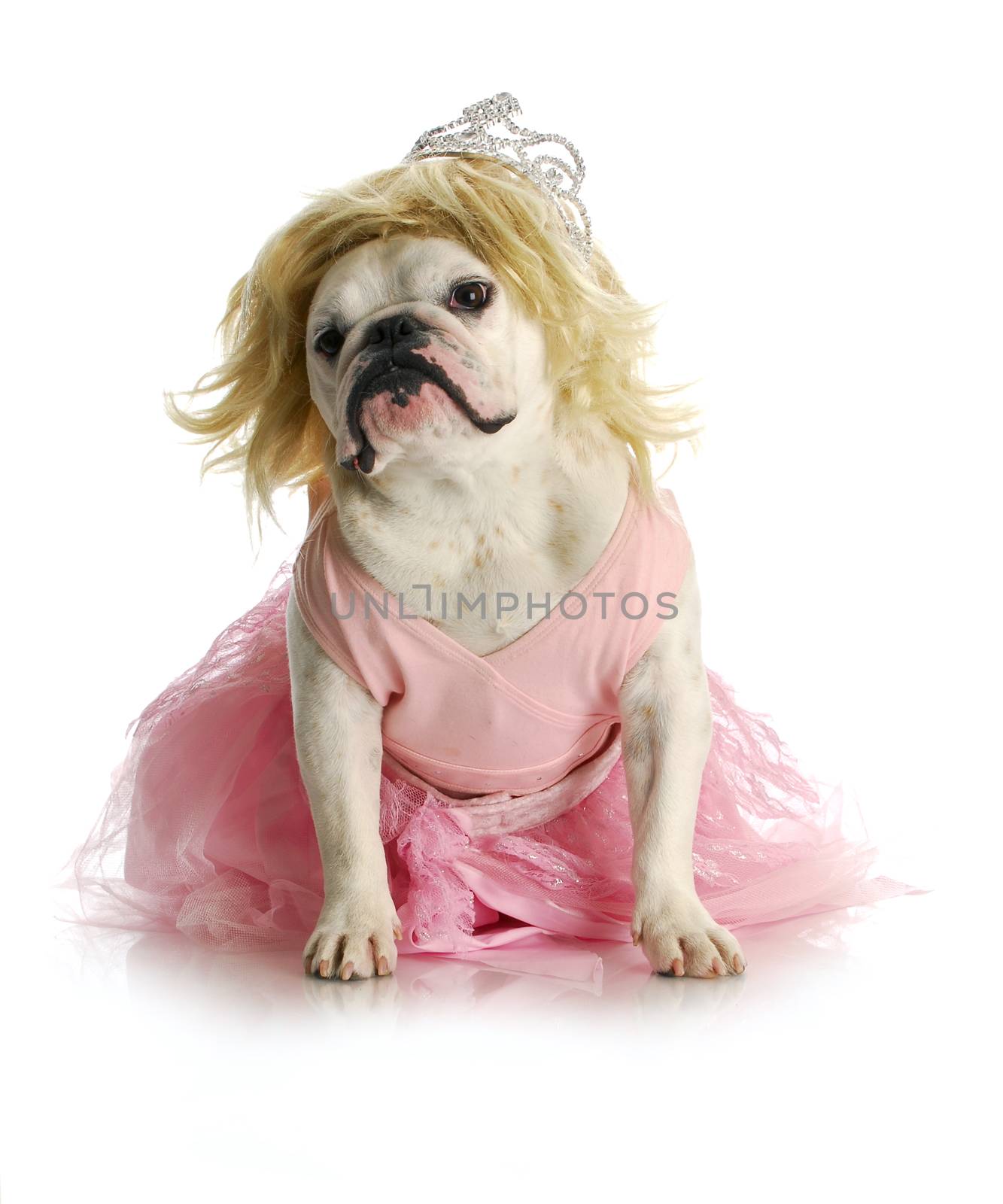 spoiled dog - english bulldog dressed up like a princess