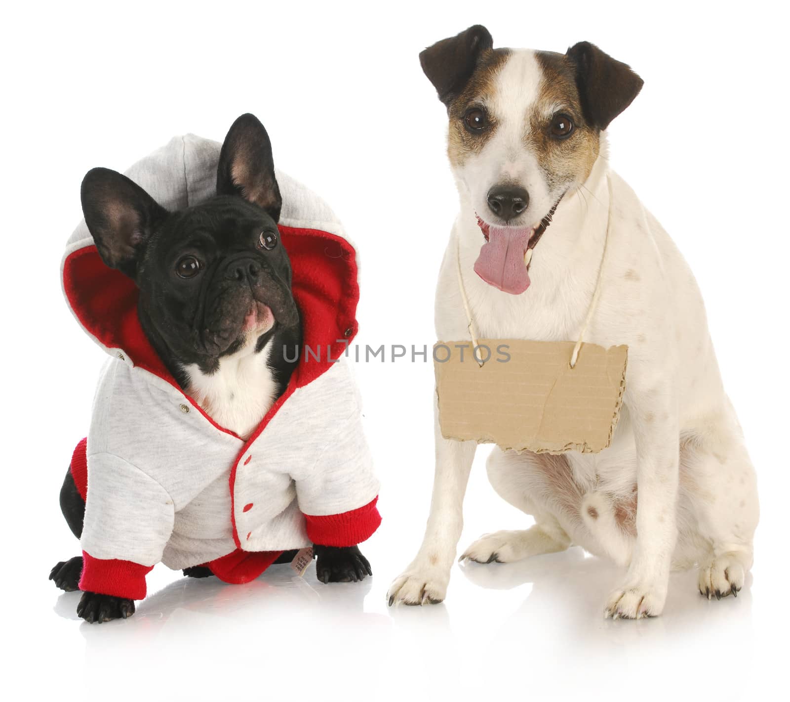 communication - french bulldog sitting beside jack russel terrier wearing black sign on white background